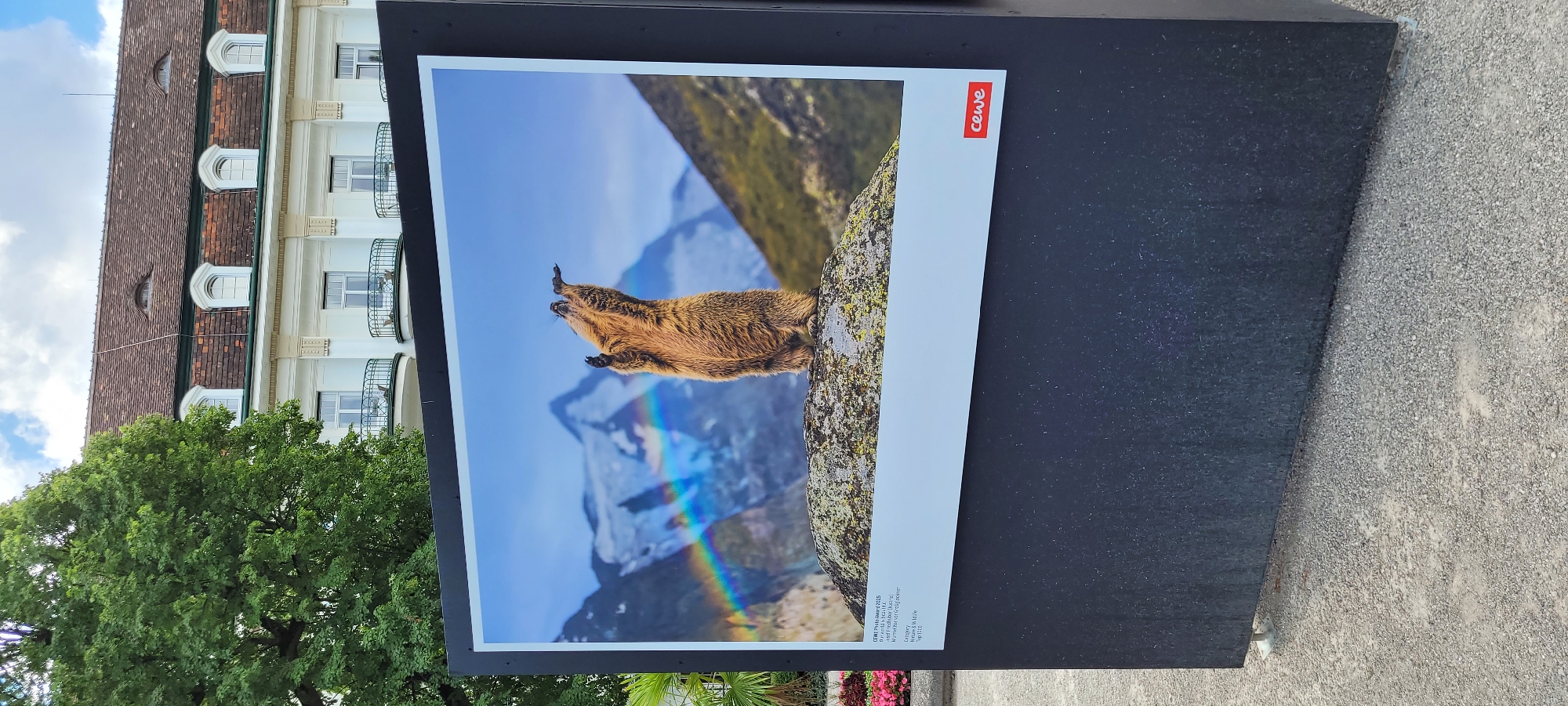 A large framed photograph is displayed outdoors, set against the backdrop of a multi-story building with a brown tiled roof and white facade. The photograph itself features a marmot standing on its hind legs on a rock, with its arms raised and mouth open, appearing to cheer or call out. Behind the marmot, a snow-capped mountain range is visible under a blue sky with scattered clouds, and a rainbow arcs across the scene. A small red logo with the word "cewe" is present in the bottom right corner of the photograph. Text below the image indicates it's from the CEWE Photo Award 2023, categorized under "Nature & Wildlife." The display structure is a tall, dark rectangular pedestal. To the left of the photograph, part of a lush green tree and some pink flowers are visible. The ground is covered in gravel. The building in the background is characteristic of the Kurhaus Baden-Baden, a renowned spa hotel.