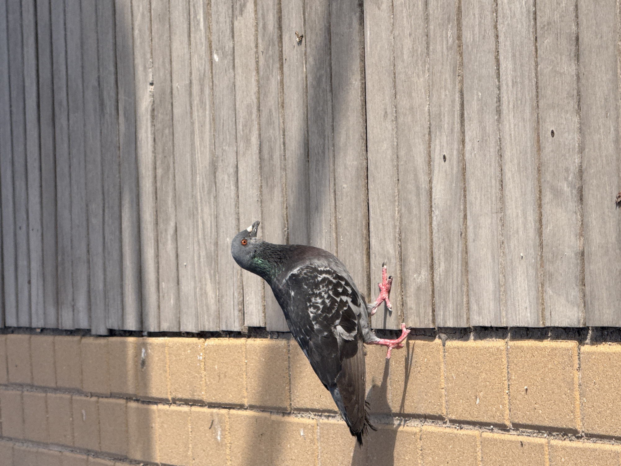 A single pigeon stands on a wooden walkway next to a tan tiled border. The pigeon is dark gray with white markings on its wings and iridescent green and purple feathers on its neck. Its eyes are orange, and its legs and feet are pink. The wooden planks of the walkway are weathered and gray, running horizontally across the image. The tiled border consists of square tan tiles, also weathered. Sunlight casts a shadow of the pigeon onto the wooden walkway. The background is out of focus, showing more of the wooden walkway and a hint of the tiled border.