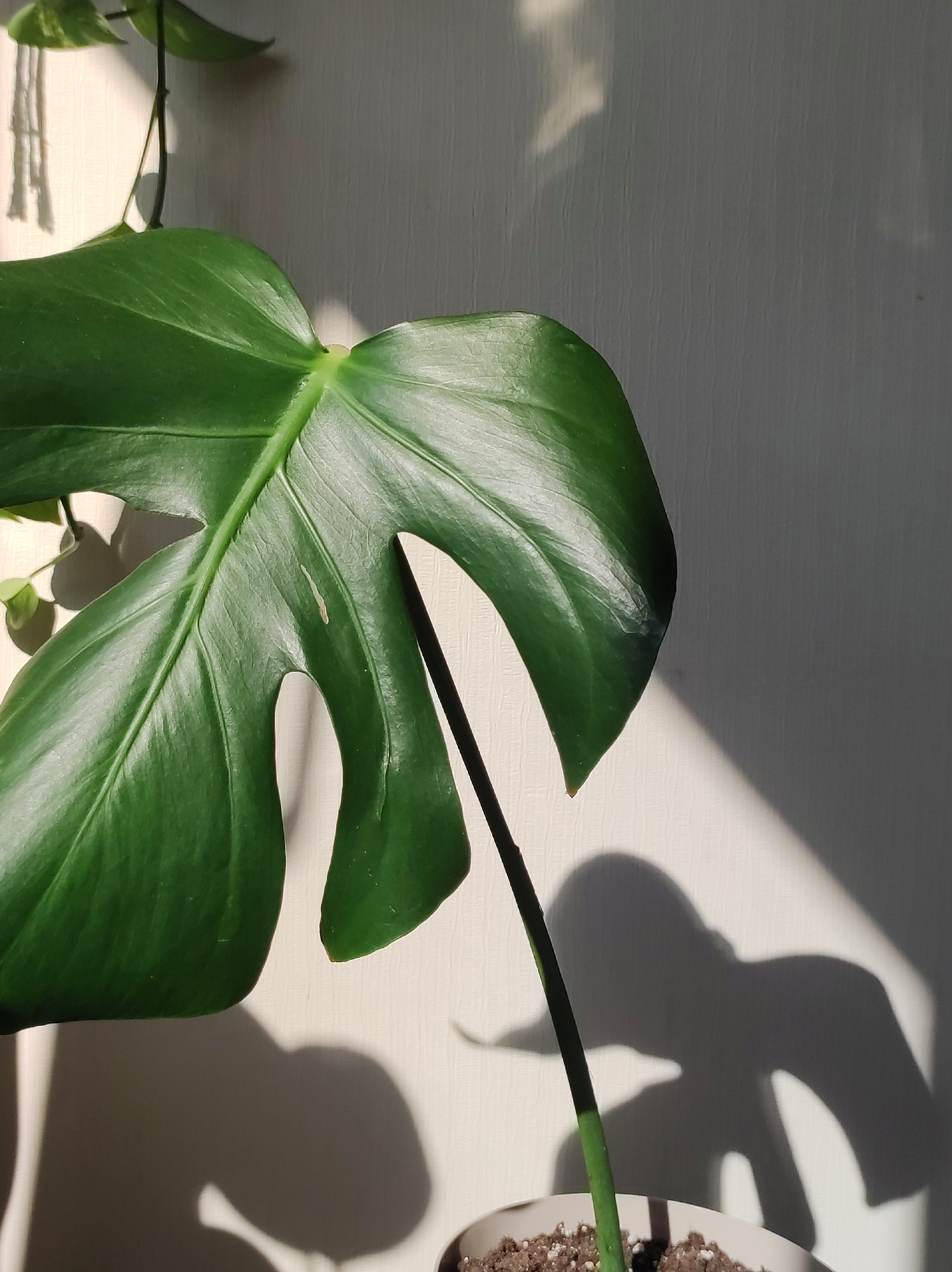 The image depicts a close-up of a Monstera plant indoors, likely in Chaikovsky, Russia, although this cannot be definitively determined from the image itself. The plant is potted and has a large, healthy green leaf with characteristic fenestrations (holes) and deep splits. The stem is visible, emerging from the soil in the pot. The plant is positioned against a light-colored wall with vertical texture. Strong sunlight is casting shadows of the leaf and stem onto the wall, creating a contrasting pattern. A trailing plant with smaller, rounder leaves is partially visible in the upper left corner, along with a macrame-like hanging decoration. The soil in the pot appears to be a mixture of potting soil and perlite.