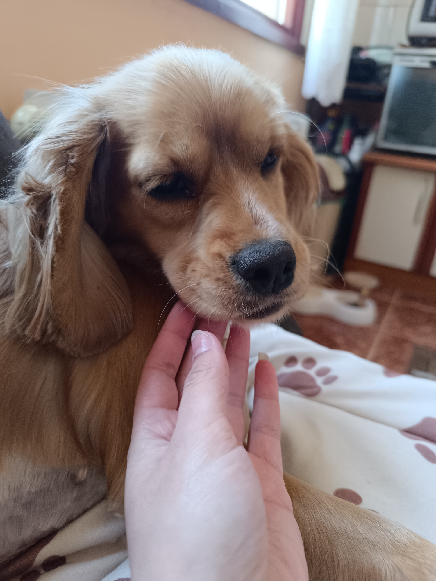 An indoor, close-up photograph captures a light brown dog, likely a Spaniel breed, being gently caressed by a human hand. The dog, with soft, golden-brown fur, long floppy ears, a dark black nose, and slightly closed eyes, appears content and relaxed as the hand strokes its chin and muzzle area. The human hand has fair skin and well-manicured nails with light polish.
The dog is resting on a patterned blanket or bedding featuring light brown paw prints, indicating a pet-friendly environment. In the background, a window with a brown frame and a white curtain allows natural light to softly illuminate the scene, suggesting it is daytime. Beyond the window, blurred furniture, possibly a cabinet with a television or monitor, is visible. The overall setting is a cozy home in Pleven, Bulgaria. The image conveys a peaceful and affectionate interaction between the dog and its owner. No visible text is present.