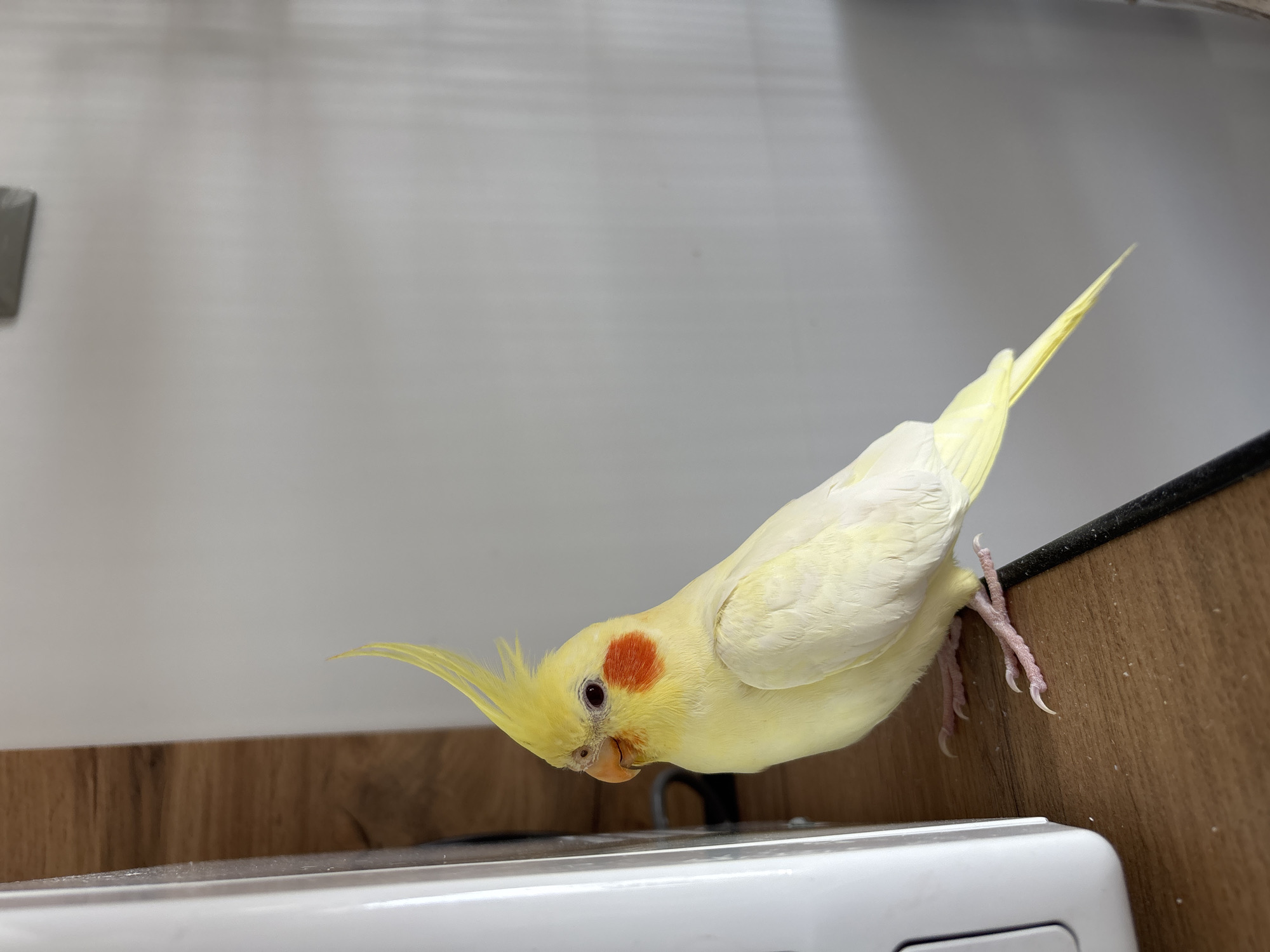 A light-yellow cockatiel with red cheek patches is perched on a ledge. The bird's body is angled downwards, and it appears to be looking at something below. The ledge is made of wood with a white plastic object beneath it. The background consists of a white wall. There are no people visible in the image. The location and city are not discernible from the image.