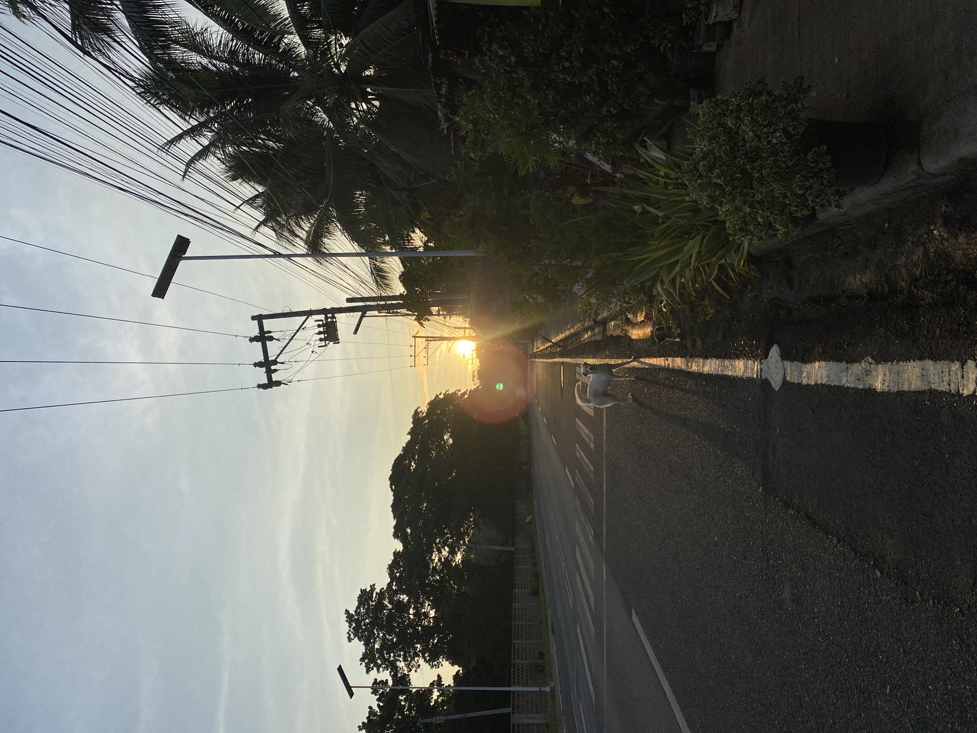 The image depicts a street scene in Davao City, Philippines, during sunrise. The sun is low on the horizon, casting a warm glow and creating lens flare on the right side of the frame. A paved road stretches into the distance, marked with a pedestrian crossing and a white line delineating the shoulder. On the right side of the road, there is a sidewalk with several potted plants and dense vegetation. Overhead, a network of electrical wires crisscrosses the sky, supported by utility poles. A single white dog stands on the shoulder of the road, facing away from the camera. In the background, silhouetted trees and palm trees frame the scene, with a brick wall visible along the left side of the road. The sky is clear with a pale blue hue, transitioning to orange near the sun.