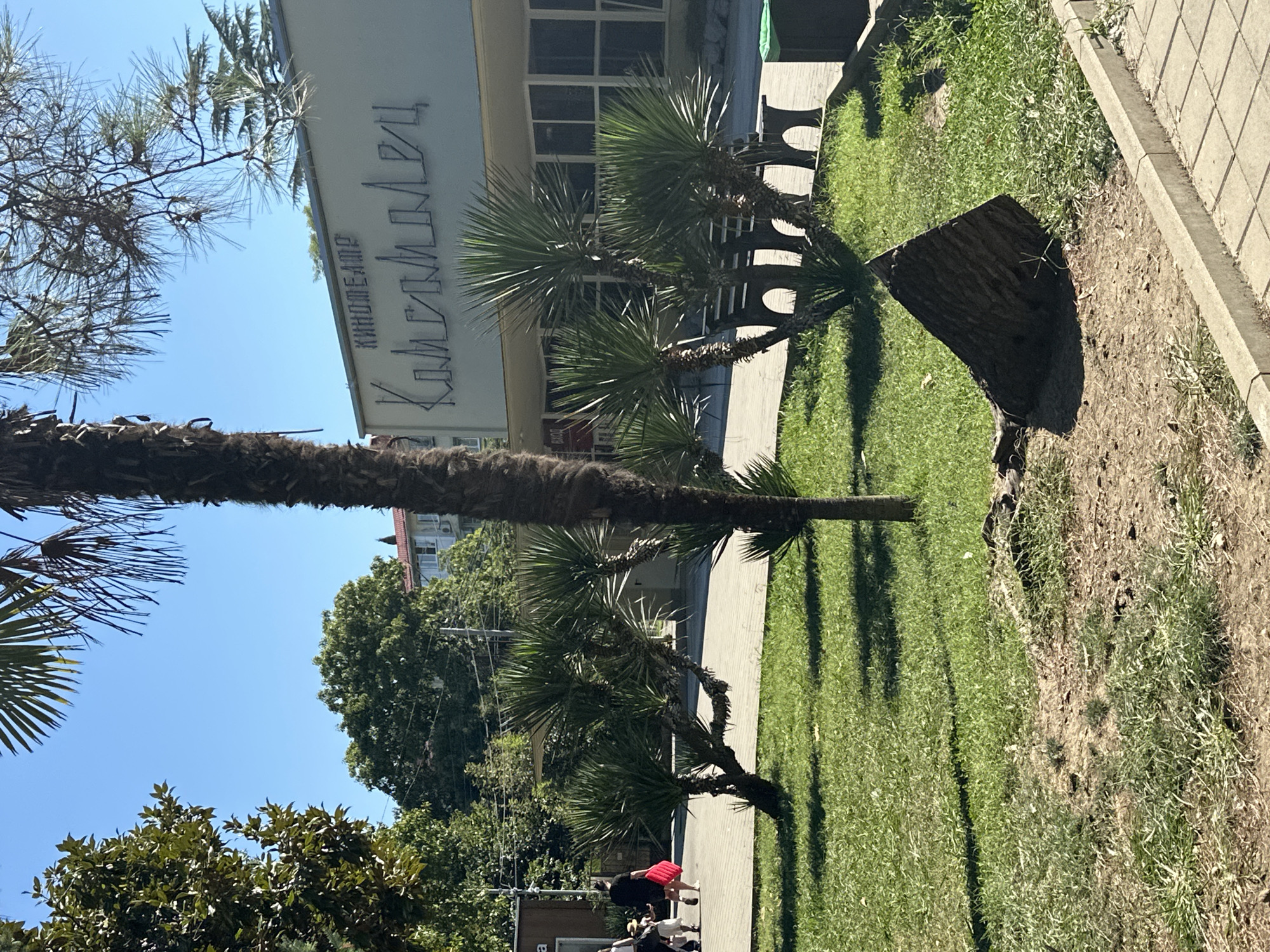 A sunny day in Sochi, Russia, is depicted in this image, focusing on the entrance to a building labeled "КИНOТЕАТР" (Cinema) in Cyrillic script. In the foreground, a patch of dry, light brown soil with sparse green grass transitions to a well-maintained lawn. A fallen palm tree trunk, dark brown and textured, lies diagonally across the grassy area, casting a shadow. Several smaller, spiky green plants, possibly yucca or similar drought-tolerant species, are scattered throughout the lawn. In the background, a white building with large windows and a prominent marquee displays the Cyrillic text "КИНOТЕАТР" in a stylized font. Two dark benches with arched supports are visible near the building entrance. To the left, a paved walkway is lined with more green plants and a tall palm tree. A few people are walking on the paved area, one carrying a bright red bag. Trees with lush green foliage and a building with a red tiled roof are visible further in the distance, suggesting an urban park or boulevard setting. The sky is a clear, bright blue.