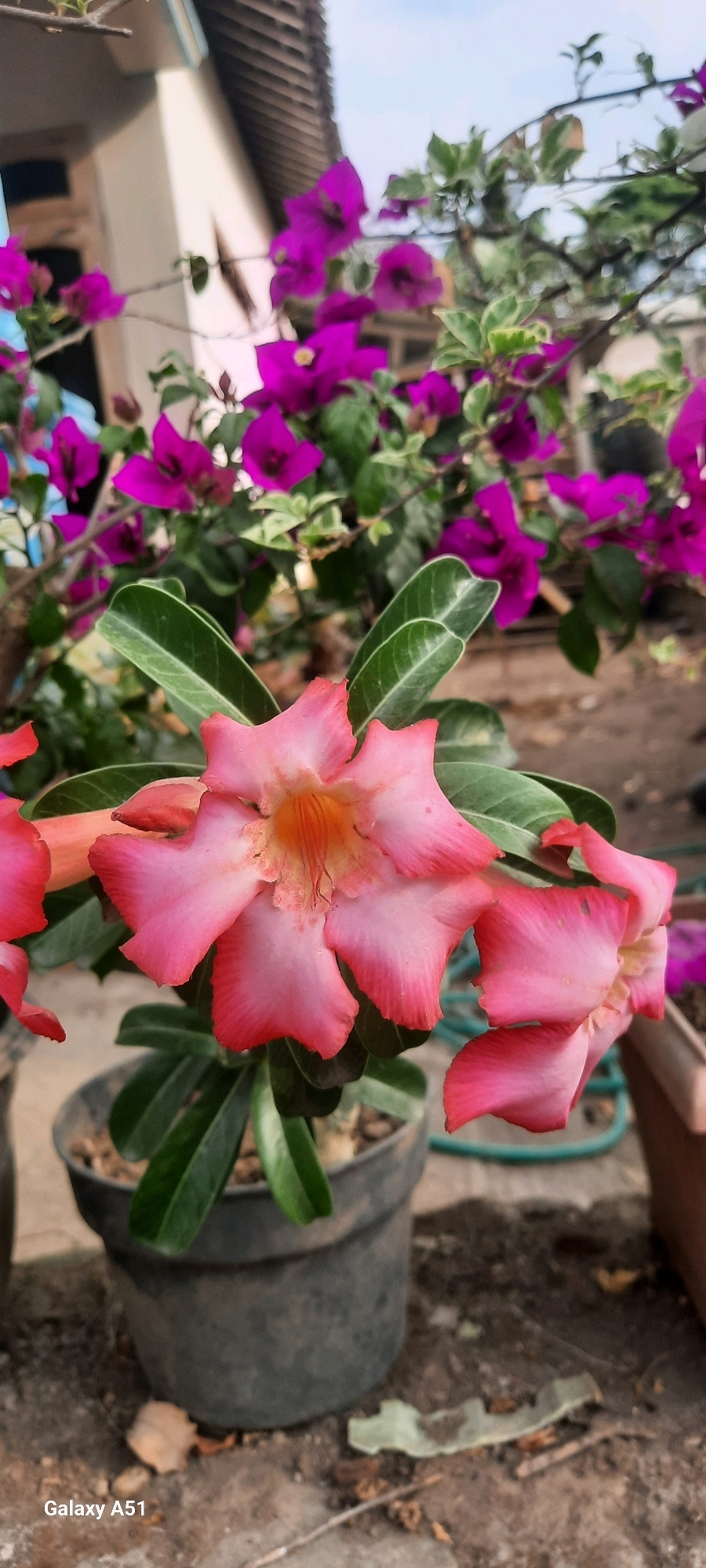 The photograph, taken in Ploso, Indonesia, captures a close-up view of two delicate pink desert rose flowers with orange centers. The flowers are in bloom, with their petals unfurling. They are set against a blurred background of vibrant purple bougainvillea flowers and green leaves, suggesting a garden or outdoor setting. The desert rose is planted in a dark-colored pot, which sits on a textured surface that appears to be soil or concrete. In the upper background, a portion of a building with a tiled roof is visible. The image is marked with "Galaxy A51" at the bottom left corner, indicating the device used for capture. The overall lighting suggests a daytime scene, possibly late afternoon given the softness of the light.