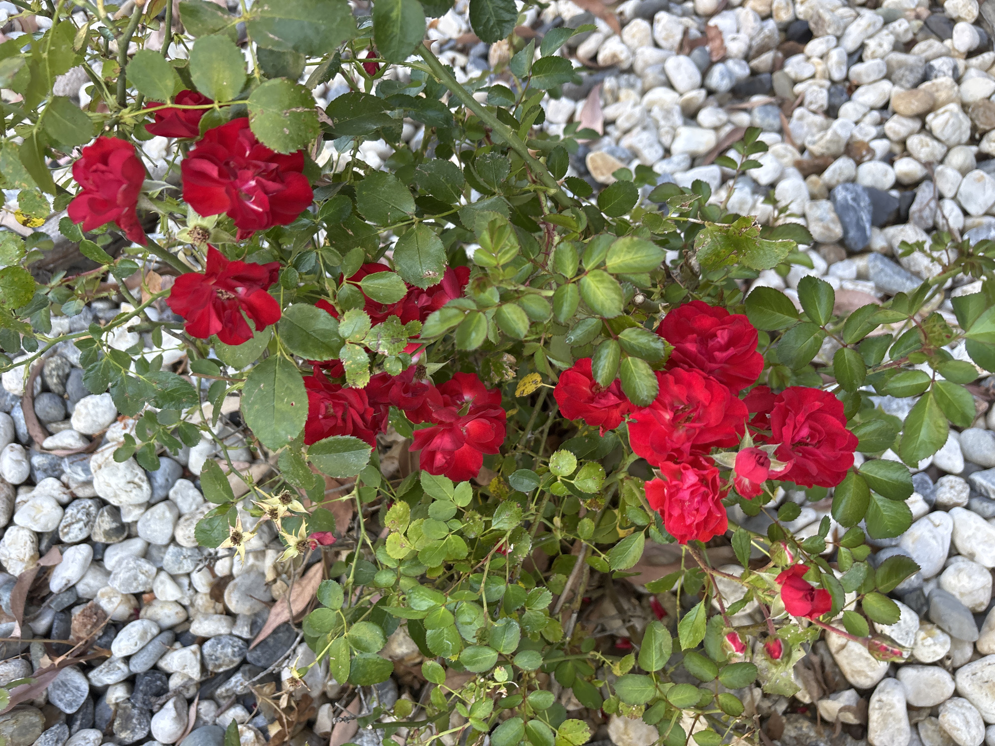 In Fair Oaks, United States, a close-up, overhead shot captures a cluster of small, vibrant red roses blooming amidst dense, green foliage. The roses, varying slightly in their openness, are interspersed with numerous small, green leaves. The plant is situated on a bed of smooth, light-colored river rocks, with some scattered brown leaves also present in the rocky ground cover. The lighting suggests an outdoor environment, likely during the daytime.