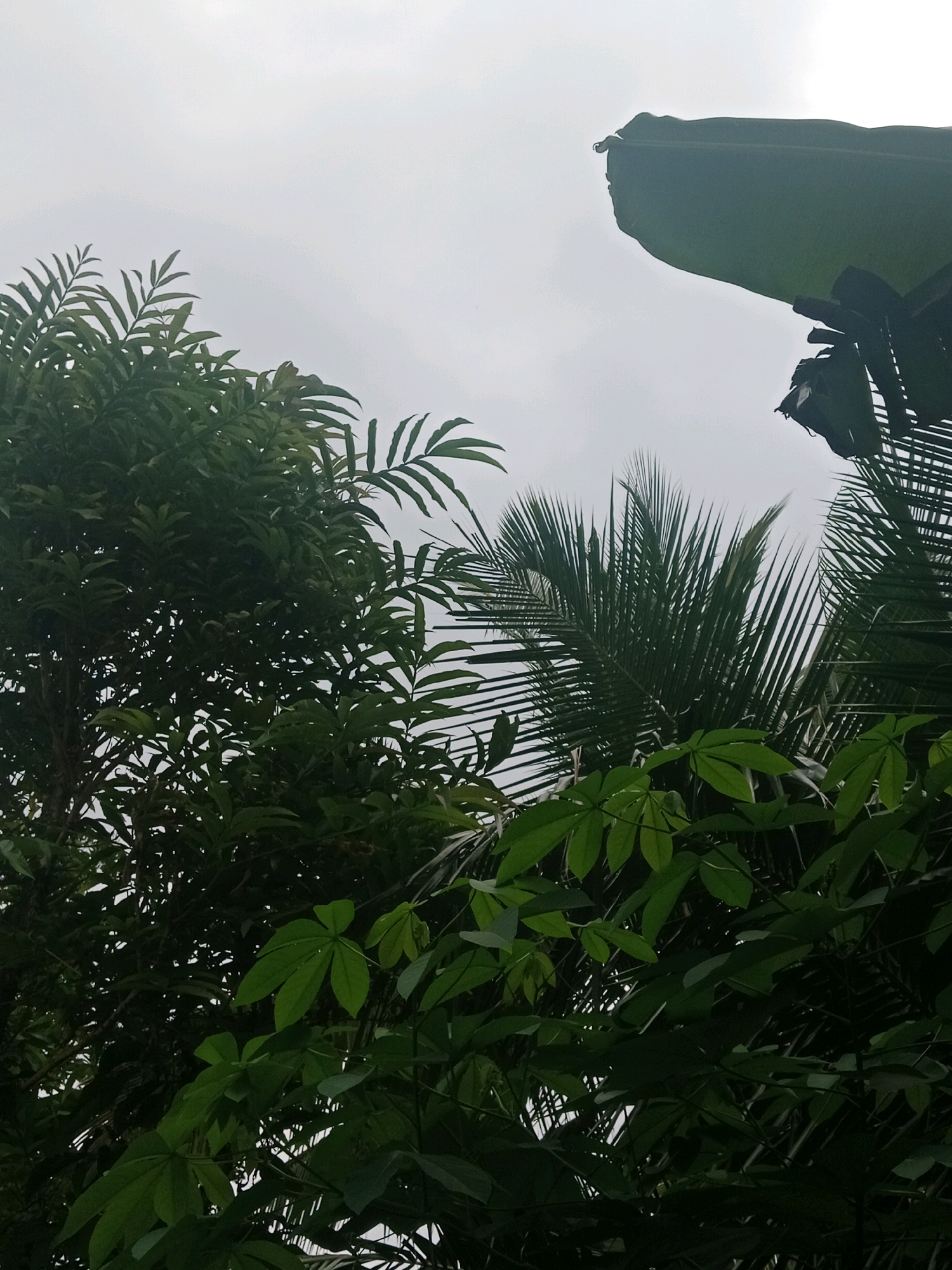 The image shows a canopy of various green leaves against an overcast sky. In the upper right corner, a large, broad, dark green leaf, possibly from a banana tree, is prominently displayed, with its edge curving downwards. Below and to the left of this, finer, feathery palm fronds are visible. The left and bottom portions of the image are filled with dense foliage of different trees and plants. The leaves are varied in shape and size, with some being broad and palmate, while others are more elongated and pinnate. The overall scene is dark due to the heavy cloud cover, suggesting it might be a cloudy day or close to dusk. There are no people or specific landmarks to indicate the precise location within Kramat, Indonesia, beyond the general presence of tropical vegetation.
