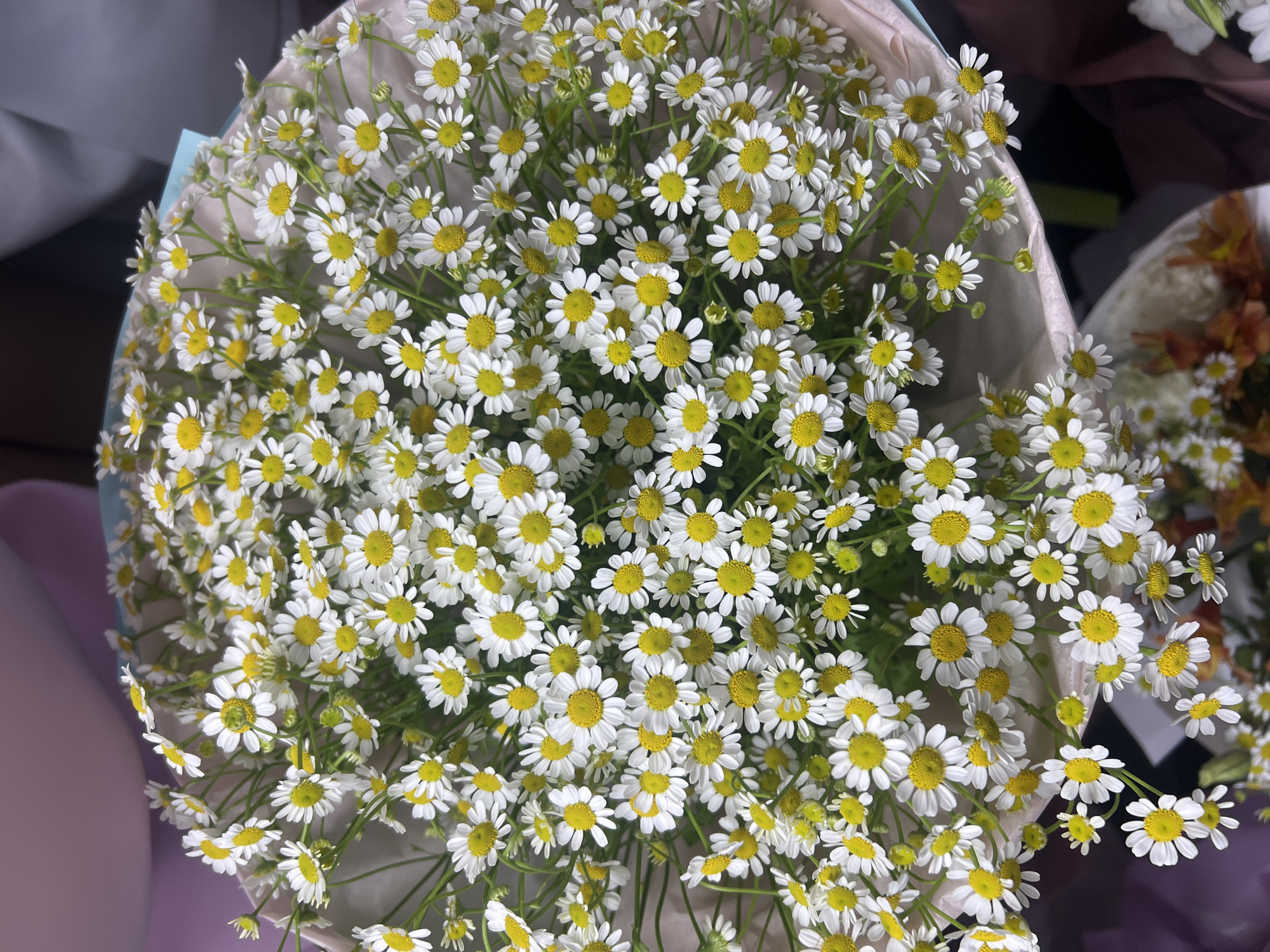 A bouquet of white daisies with yellow centers is displayed, arranged in a circular fashion and wrapped in light pink and blue paper. The flowers are predominantly white with delicate yellow centers, and many have thin, almost white petals. The bouquet is positioned on a surface that appears to be a table or counter. The background is blurred, with hints of soft purple and dark gray, suggesting an indoor setting such as a flower shop or a well-lit room. No people are visible in the image. The lighting is soft, highlighting the texture and colors of the flowers. The specific location in Chișinău, Moldova, cannot be determined from the visual information provided.