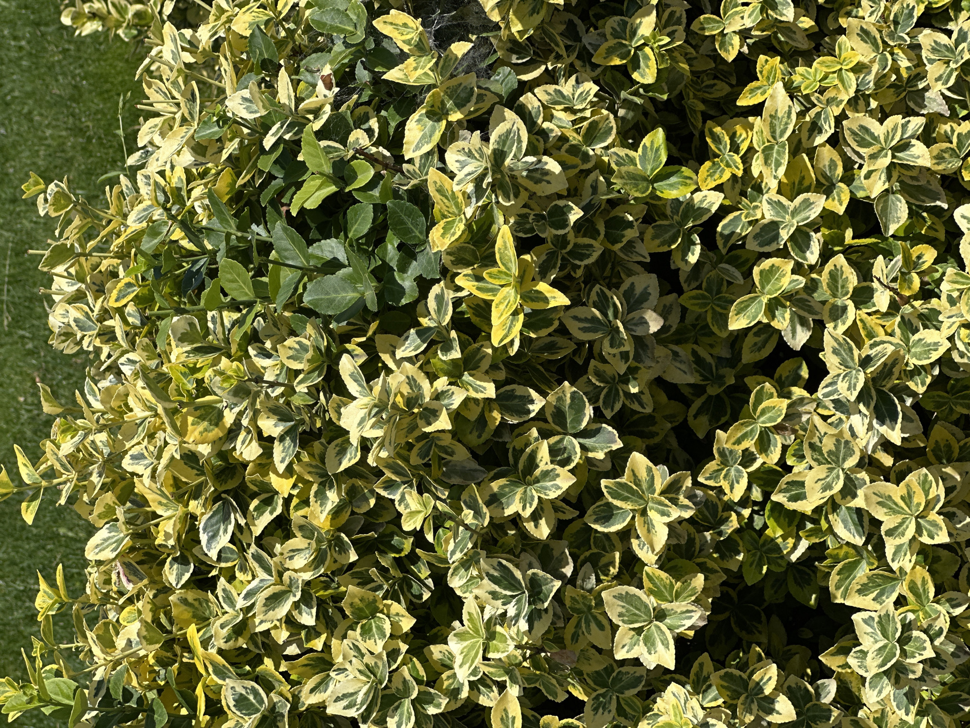 The image displays a close-up view of a dense, variegated shrub, likely a Euonymus 'Emerald 'n' Gold' or similar cultivar. The leaves exhibit a mix of deep green centers with bright yellow margins, creating a vibrant, speckled effect. The foliage is thick and abundant, obscuring much of the background. Sunlight casts dappled shadows across the leaves, highlighting their texture and shape. In the upper portion of the image, a blurred background of green grass is visible, suggesting an outdoor setting, possibly a garden or park. There are no people or man-made objects clearly discernible within the frame. The setting is not specifically identifiable as Horishni Plavni, Ukraine, based solely on the visual information provided.