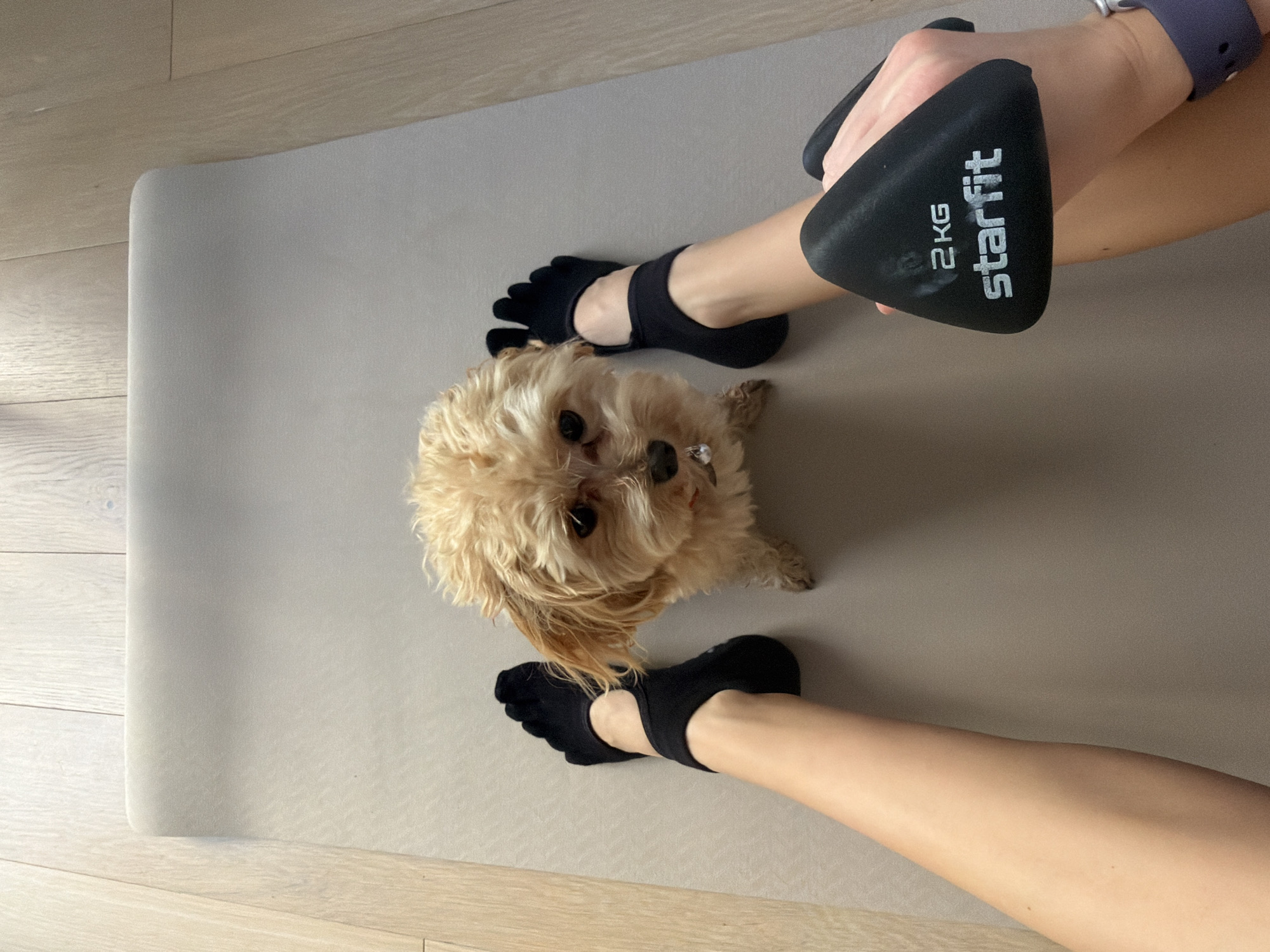 The image shows a light-brown Cavapoo dog lying on a light-gray yoga mat indoors. A person, presumably the dog's owner, is visible with fair skin and arms and legs present in the image frame. The person is holding a black dumbbell marked "2KG Starfit" in their right hand. The person is wearing black toe socks on their feet. The floor is light-colored wood. The location is likely in a home, but there is no evidence to suggest it is in Moscow, Russia.