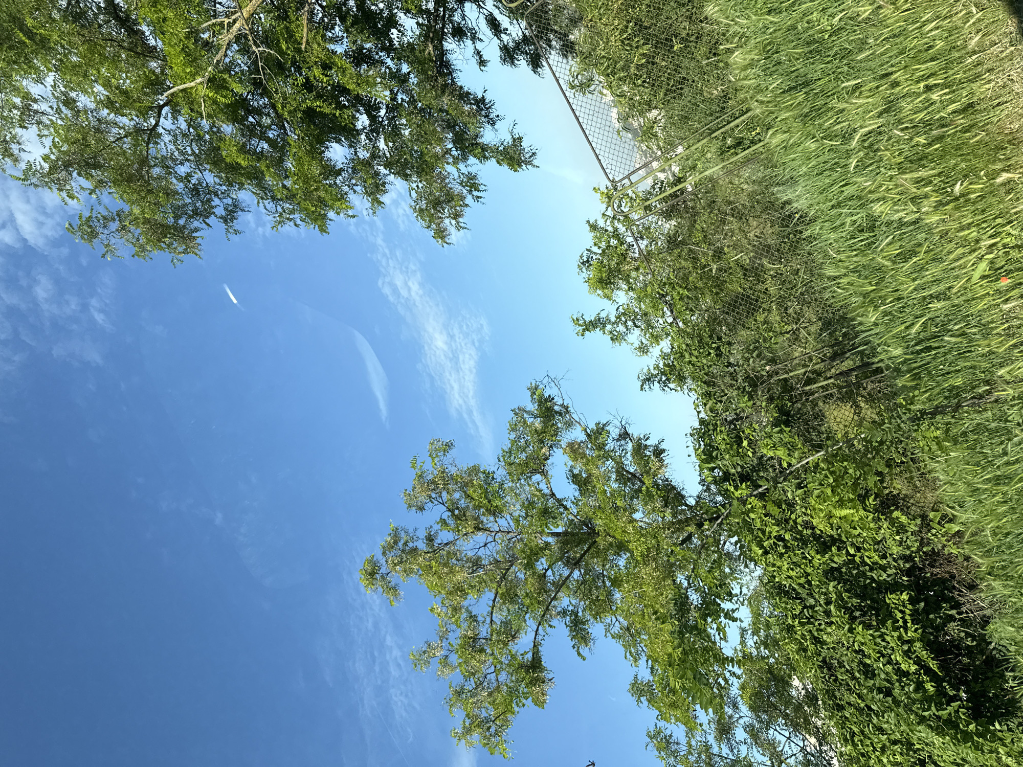 The image depicts a view of the sky and vegetation in Varna, Bulgaria. In the foreground, a dense patch of green grass grows at an angle, with some stalks showing hints of dried brown. Behind the grass, a chain-link fence runs horizontally across the frame, partially obscured by lush green bushes and vines. A large tree with vibrant green leaves and delicate white flowers or seed pods dominates the left side of the image, reaching towards the bright blue sky. To the right, another tree with denser foliage is visible. The sky is a clear, bright blue, with a few wispy white clouds streaking across it. A faint white contrail from an aircraft is also visible in the upper right quadrant of the sky. The overall impression is of a natural landscape on a sunny day, likely on the outskirts or in a park within Varna.