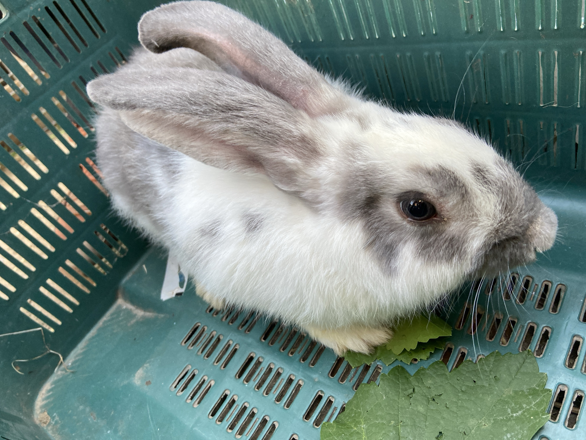 In Ruknobod (Shurcha), Tajikistan, a light gray and white bunny with large ears lies in a dark green plastic basket. The bunny is positioned diagonally, facing the lower right corner of the image. A large, wilted green leaf rests to the left of the bunny's head, partially obscuring its front paws. The basket has a slatted design. The bunny's fur shows patches of gray and white, with darker gray markings around its face. Its eye is dark and round. The background appears to be outdoors, with hints of sunlight filtering through the basket's openings.