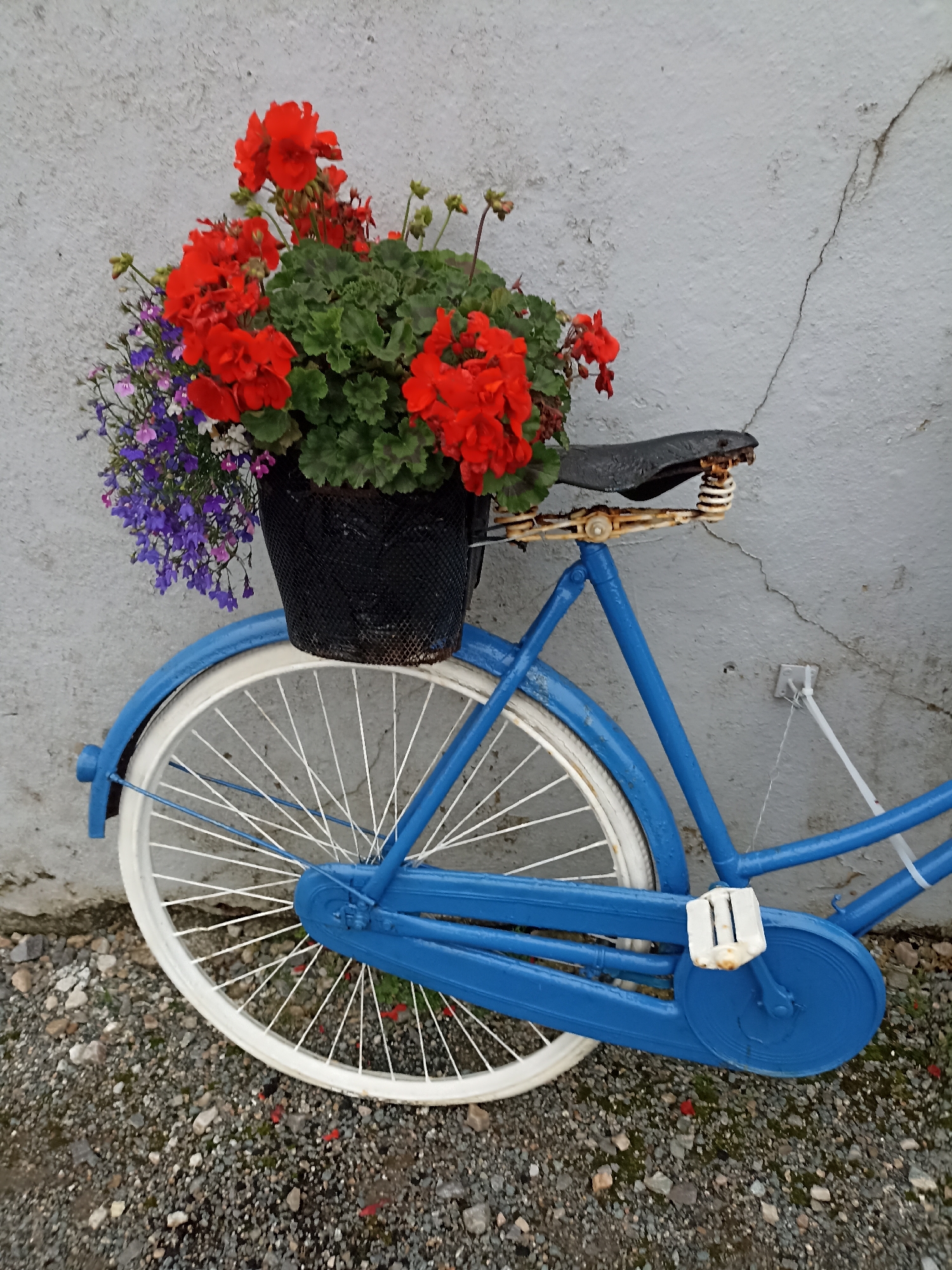 A blue bicycle, decorated with a pot of red and purple flowers, is leaning against a cracked, grey wall. The bicycle has a white-rimmed wheel with white spokes. The seat is black and appears to be made of leather. The flowers are arranged in a black mesh pot. The ground is covered in small, grey stones. The image is taken from a side view, with the bicycle positioned to the right of the frame. The overall scene suggests an outdoor setting, possibly a garden or a street in Ireland. There are no people or animals visible in the image.