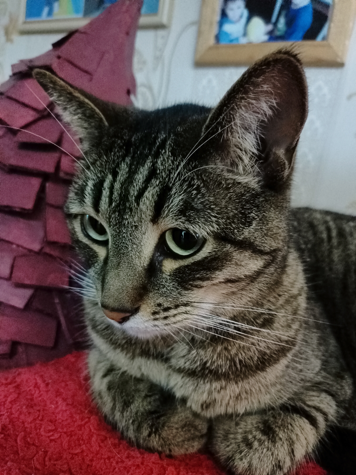 An adult tabby cat with green eyes is resting on a red textured surface. The cat is facing to the left, with its body curled. In the background, there is a maroon textured object, possibly a decorative item, and a framed picture on the wall. The lighting suggests an indoor environment. There is no information in the image to suggest a location in Almaty, Kazakhstan.
