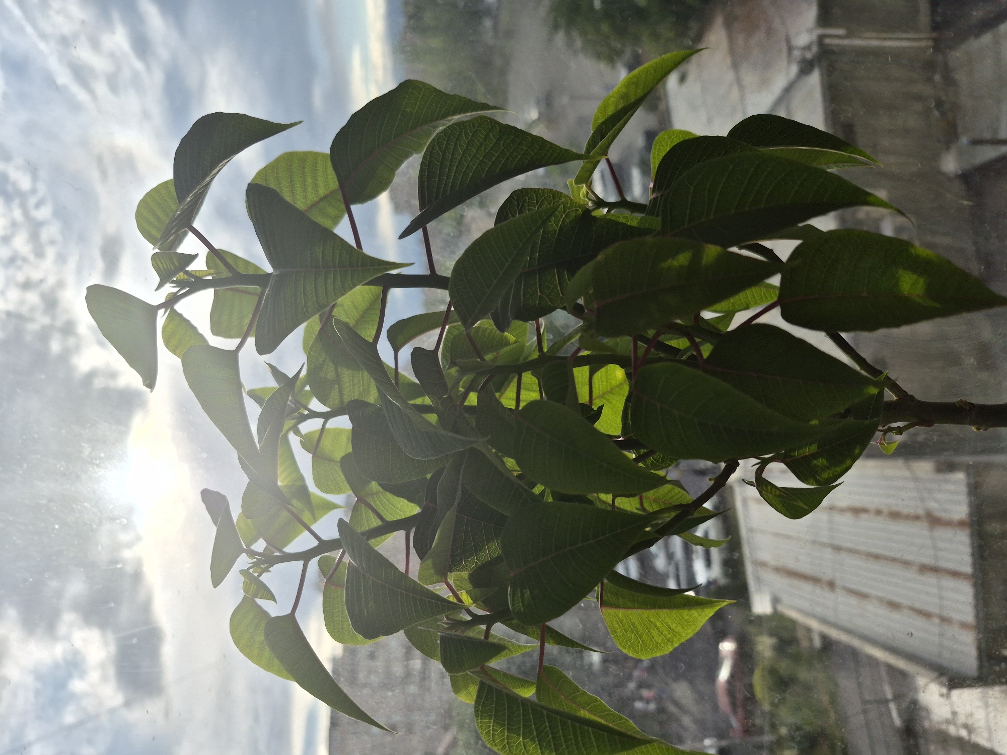 The image displays a vibrant green plant, likely a Poinsettia (Euphorbia pulcherrima) due to its distinctive leaf shape and reddish stems, positioned by a window. The photograph is vertically oriented, with the plant occupying the right side of the frame. Its numerous green leaves are intensely backlit by the sun, making them appear translucent and highlighting their intricate vein patterns.
Through the window, a bright, partly cloudy sky is visible on the left side of the frame. The sun is a powerful light source, causing glare and silhouetting parts of the plant. Beyond the sky, an urban or suburban landscape in Yerevan, Armenia, is discernible, featuring various buildings with light-colored walls and some corrugated roofs, suggesting a residential or commercial environment.
No individuals or specific activities are taking place. The scene depicts a bright daytime moment, possibly morning or late afternoon, as suggested by the strong, angled sunlight. There is no visible text.
