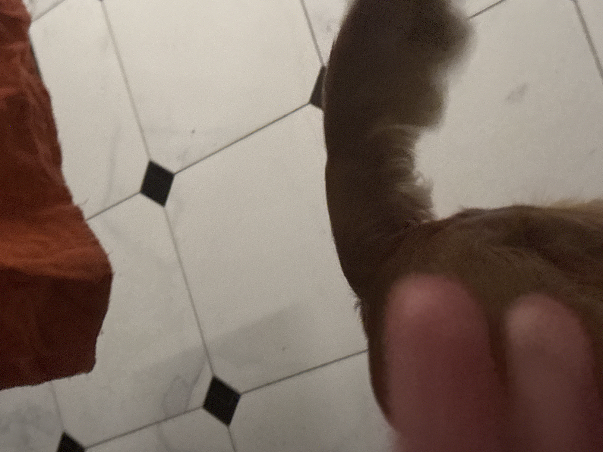 The image shows a close-up view of a dog's tail and hindquarters. The dog is standing on a tiled floor, which appears to be a kitchen or bathroom, with white tiles and black grout. The tail is fluffy and brown, and it is wagging. In the foreground, a blurred human hand is visible, suggesting that the person is petting the dog or reaching for it. There is also a hint of a red object in the top left corner, which could be a piece of furniture or clothing. The overall lighting is dim, suggesting that the photo was taken indoors.