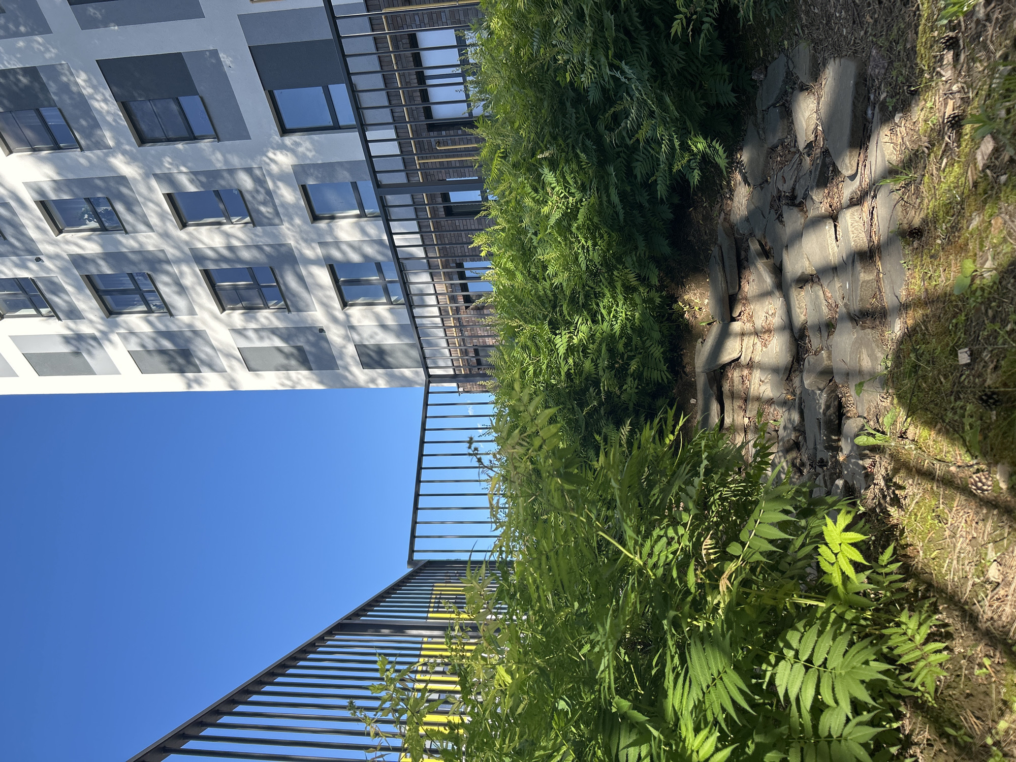 The image shows an outdoor scene with a modern apartment building and lush greenery in the foreground. The building has a geometric facade with alternating shades of gray and white, and multiple windows. A black metal fence runs along the front of the building and extends to the left. In the foreground, there is a dense thicket of ferns and other plants. A pathway made of uneven stones is visible amidst the foliage, leading upwards. The sky is a clear, bright blue. The lighting suggests it is a sunny day. There are no people or animals visible in the image. The scene appears to be an urban residential area, possibly a courtyard or garden space within a housing complex. The specific location in Kaluga, Russia, cannot be determined from the image alone.
