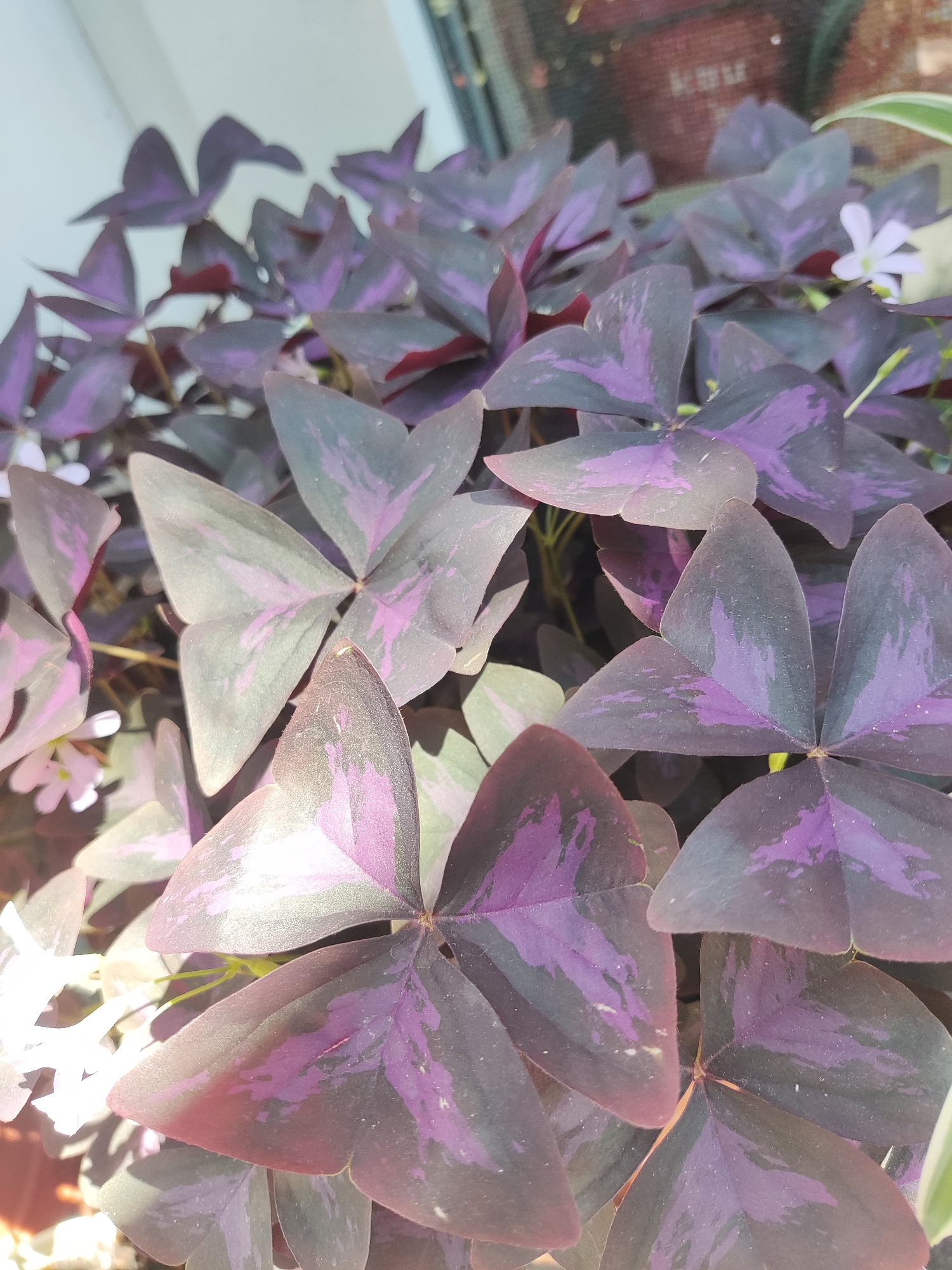 A close-up, overhead view captures a dense cluster of Oxalis triangularis, commonly known as purple shamrocks or butterfly plants. The heart-shaped, trifoliate leaves are a deep, rich purple with lighter, irregular patches of pinkish-purple and gray-green. The leaves are tightly packed, creating a textured carpet of foliage. Several small, delicate white flowers with five petals are scattered amongst the leaves, some in focus and others softly blurred. The lighting suggests an indoor setting, likely near a window, as evidenced by the bright, soft illumination and subtle reflections on some leaf surfaces. The background is out of focus, hinting at a windowsill or shelf with muted colors. There are no people or animals present in the image. The location is specified as Kryvyi Rih, Ukraine.
