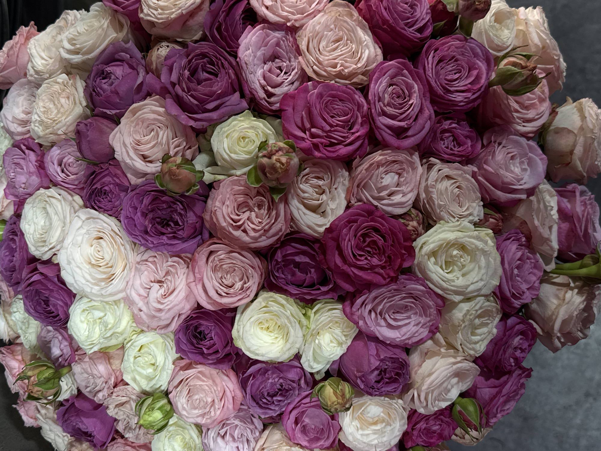 A close-up, high-angle view shows a dense bouquet of roses. The roses vary in color, including shades of white, pink, and purple. The blossoms are tightly clustered, creating a full, rounded arrangement. Several unopened buds with green leaves are visible amongst the open blooms. The backdrop appears to be a neutral gray surface. The image was likely taken indoors. There is no information to suggest that the image was taken in Yerevan, Armenia.