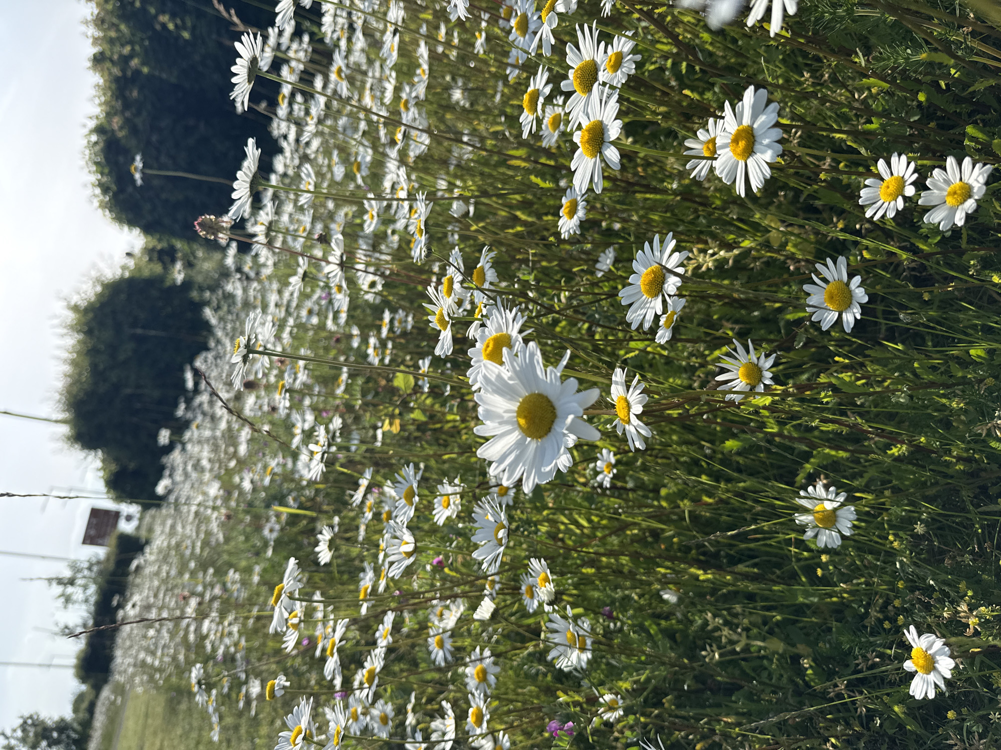 The image shows a field of daisies in Great Yarmouth, United Kingdom. The daisies are mostly white with yellow centers, and they fill the frame. The stems are green and intermingle with other green vegetation. The perspective is low, looking up through the daisies. In the background, on the left, there are some trees and a sign. The day appears to be sunny.