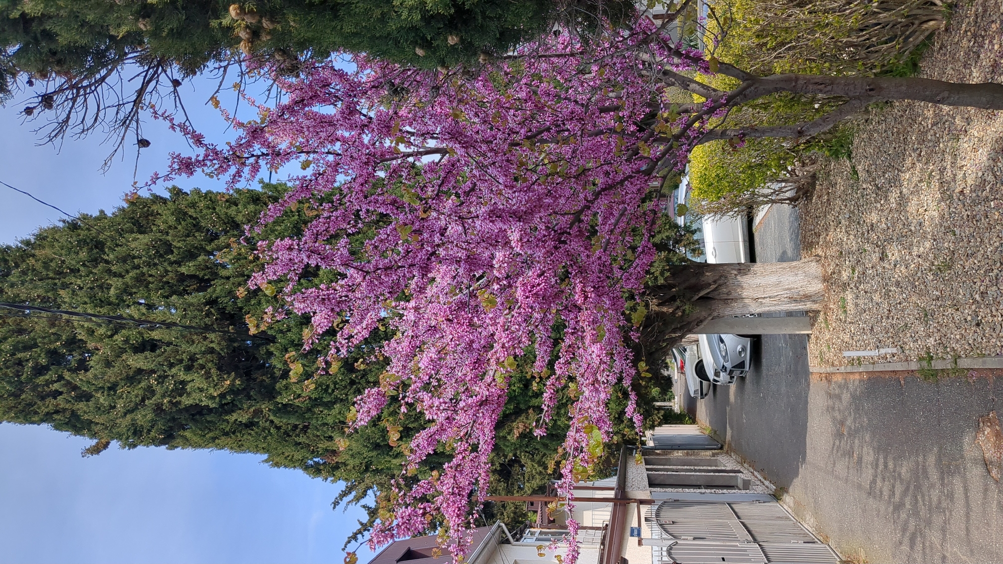 This media file presents a vibrant outdoor scene on a sunny day in Gelendzhik, Russia, likely during spring. The primary subject is a large, profusely flowering tree, likely a Judas tree, adorned with a multitude of vivid pink-purple blossoms that dominate the center and upper right of the frame. Its thick, gnarled trunk is visible near the bottom right.
Behind and to the left of the flowering tree stands a tall, dense evergreen tree with dark green foliage and small cones. The clear blue sky is visible in the upper left, traversed by a black power line. The ground consists of a paved road or driveway, on which several cars are parked, including a silver sedan and a white vehicle. To the right of the paved area, there is a lighter patch of ground covered with small, light-colored gravel and sparse green shrubs.
Parts of residential buildings, featuring tiled roofs, white walls, and various metal gates, are visible in the lower left and stretching into the background. The bright lighting and visible shadows indicate it is daytime, probably morning or early afternoon, with clear weather. No people are visible, and there is no specific activity taking place beyond the static depiction of a streetscape. A small, unreadable number '1' is faintly visible on a gate post in the lower right corner of the image.