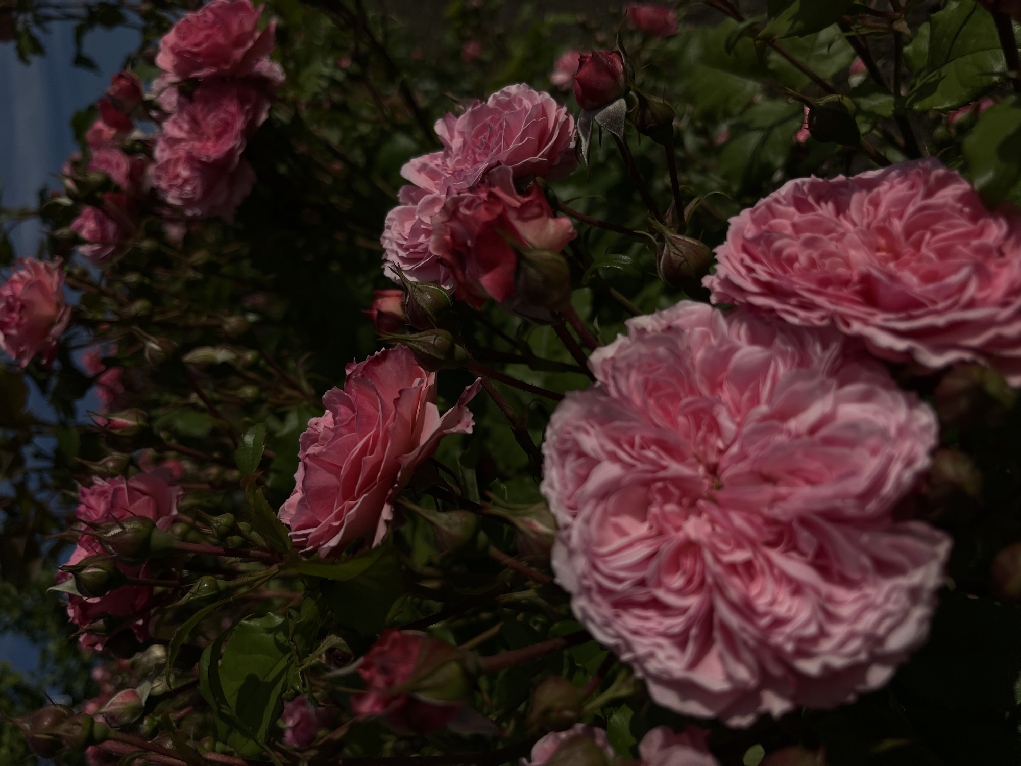 This image captures a dense arrangement of pink roses and rosebuds in a garden setting in the city of Novopokrovskaya, Russia. The foreground is dominated by two large, fully bloomed pink roses, sharply in focus, displaying numerous ruffled petals with intricate textures and varying shades of pink. Surrounding these, and extending into the midground, are multiple other pink roses at different stages of development, including partially open blossoms and numerous dark, elongated rosebuds. Dark green leaves and thorny stems are visible throughout the composition, some illuminated by direct sunlight, while others are submerged in deep shadow. The lighting is strong and directional, creating high contrast between the brightly lit flowers and the dark, underexposed background foliage. A small portion of clear blue sky is visible in the upper left quadrant of the image. The background elements, consisting of additional roses and greenery, are significantly out of focus, contributing to a shallow depth of field. No people or artificial objects are visible.