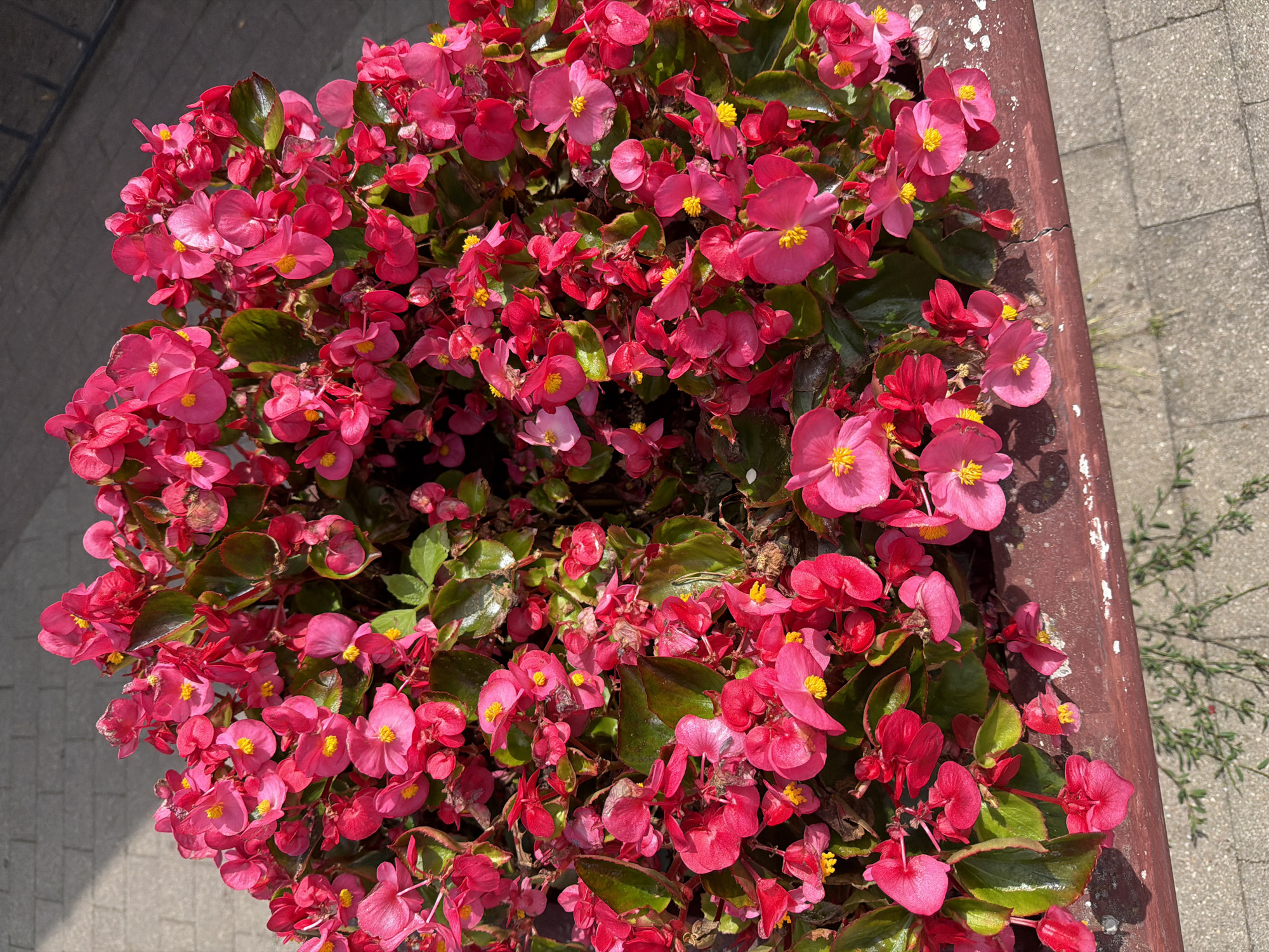 A close-up, overhead shot captures a planter overflowing with vibrant pink begonia flowers. The flowers, in various stages of bloom, feature delicate petals and bright yellow stamens. Lush green leaves are interspersed throughout the floral display, some with reddish edges. The planter itself is a dark reddish-brown, showing signs of wear with chipped paint and cracks. In the background, a textured grey pavement is visible, suggesting an outdoor urban setting. The scene is brightly lit, indicating it was taken during the daytime. This image was taken in Svetlogorsk, Russia.