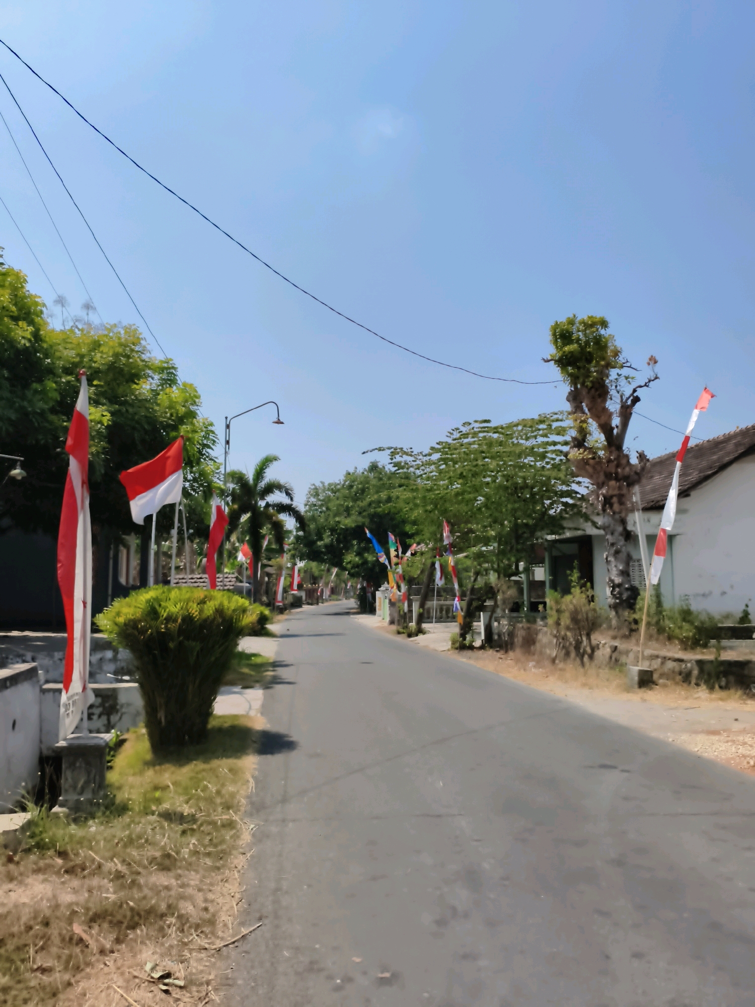 This image depicts a rural road in Sampung, Indonesia, adorned with numerous Indonesian flags. The road, paved with asphalt, stretches into the distance, flanked by vegetation and buildings. The flags, red and white, are displayed on poles along both sides of the road, suggesting a festive occasion, likely related to Indonesian Independence Day. Trees, including palm trees and other leafy varieties, line the road, some with bare branches, indicating a dry season. A few simple buildings with tiled roofs are visible, with one appearing to be a white house. The sky is clear and blue, with some power lines crisscrossing the upper portion of the frame. The scene appears quiet and sparsely populated, with no people visible. The overall impression is one of a warm, sunny day in a tranquil Indonesian village preparing for a celebration.