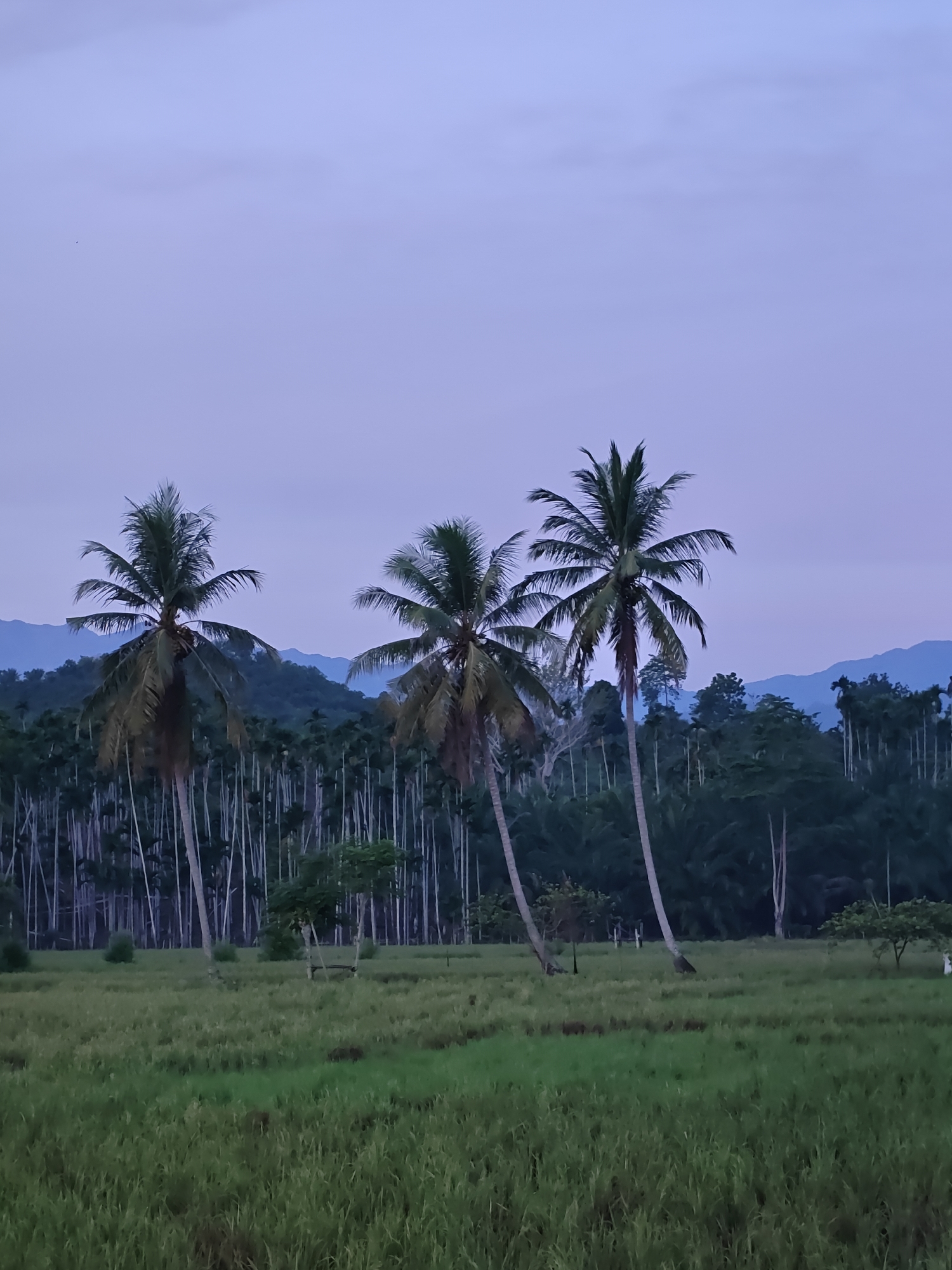 The image displays an outdoor landscape in Meunasahalue, Indonesia, likely captured during dawn or dusk. The sky occupies approximately the upper third of the frame, exhibiting a gradient of light periwinkle to a muted lavender-blue. A small, dark, indistinct speck is present in the upper-left quadrant of the sky.
In the mid-ground, three mature coconut palm trees are prominently featured, their trunks leaning slightly. The leftmost palm appears shorter than the central and rightmost palms. Behind these palms, a dense forest of tall, slender trees, possibly betel nut palms, forms a dark green vertical pattern across the mid-horizon. Distant, hazy blue mountains are visible behind this tree line.
The foreground consists of a lush green field, characteristic of an agricultural area such as a rice paddy, with varying shades of green vegetation and some visible patches of ground. A small, dark green tree with a low-lying structure, resembling a simple shelter or bench, is positioned in the mid-ground slightly to the right of the central coconut palm. No people or animals are present in the scene. The overall lighting is soft and diffused.