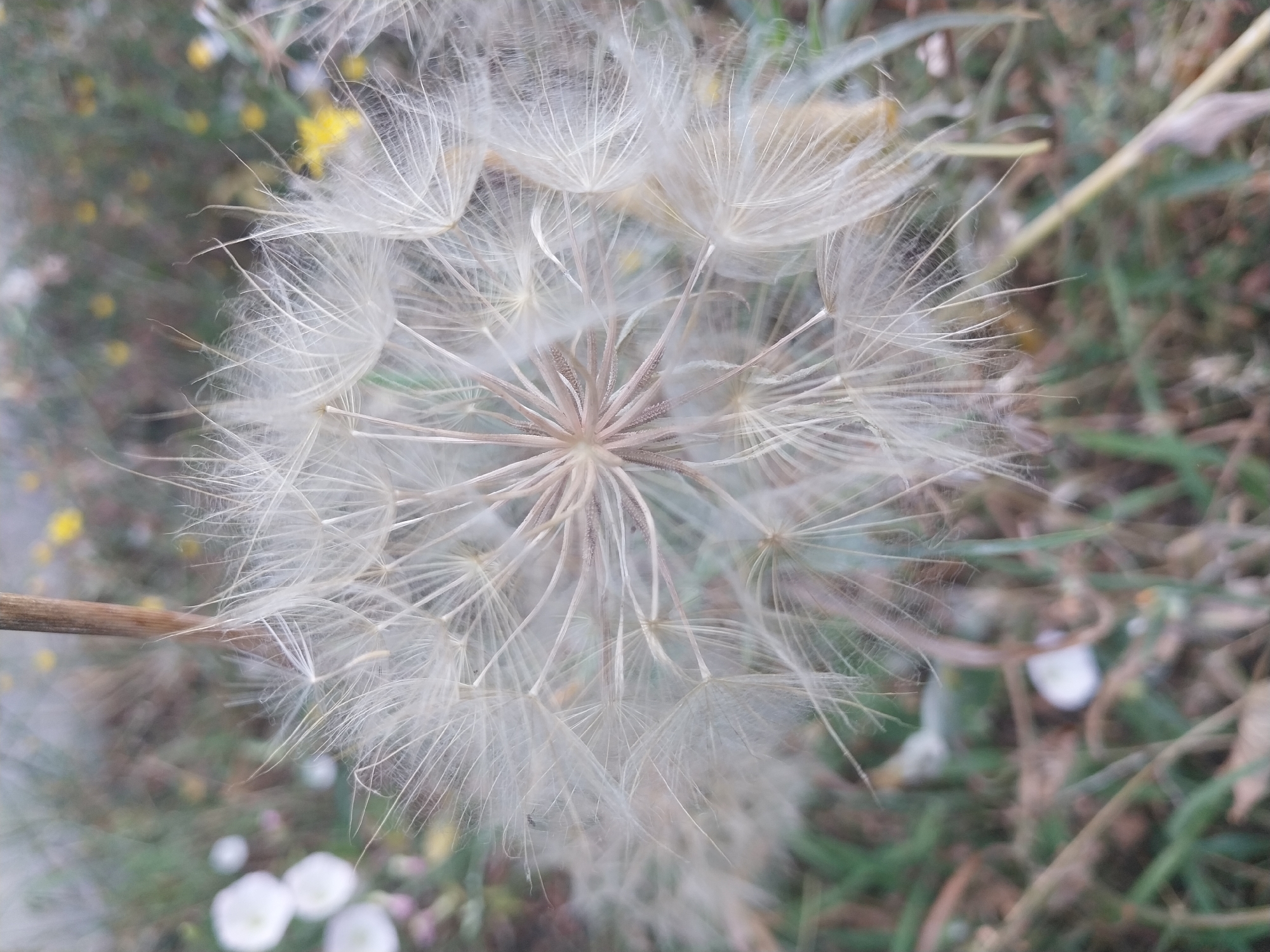 A close-up, slightly blurred photograph captures the fluffy seed head of a dandelion-like plant. The delicate white pappus, or parachute-like bristles, radiate outwards from a central, tan seed receptacle. In the background, out-of-focus elements suggest a natural outdoor environment with green grass, brown soil, and scattered yellow and white wildflowers. The overall impression is one of a natural setting, likely a park or undeveloped area within the city of Dnipro, Ukraine. No people are visible in the image.