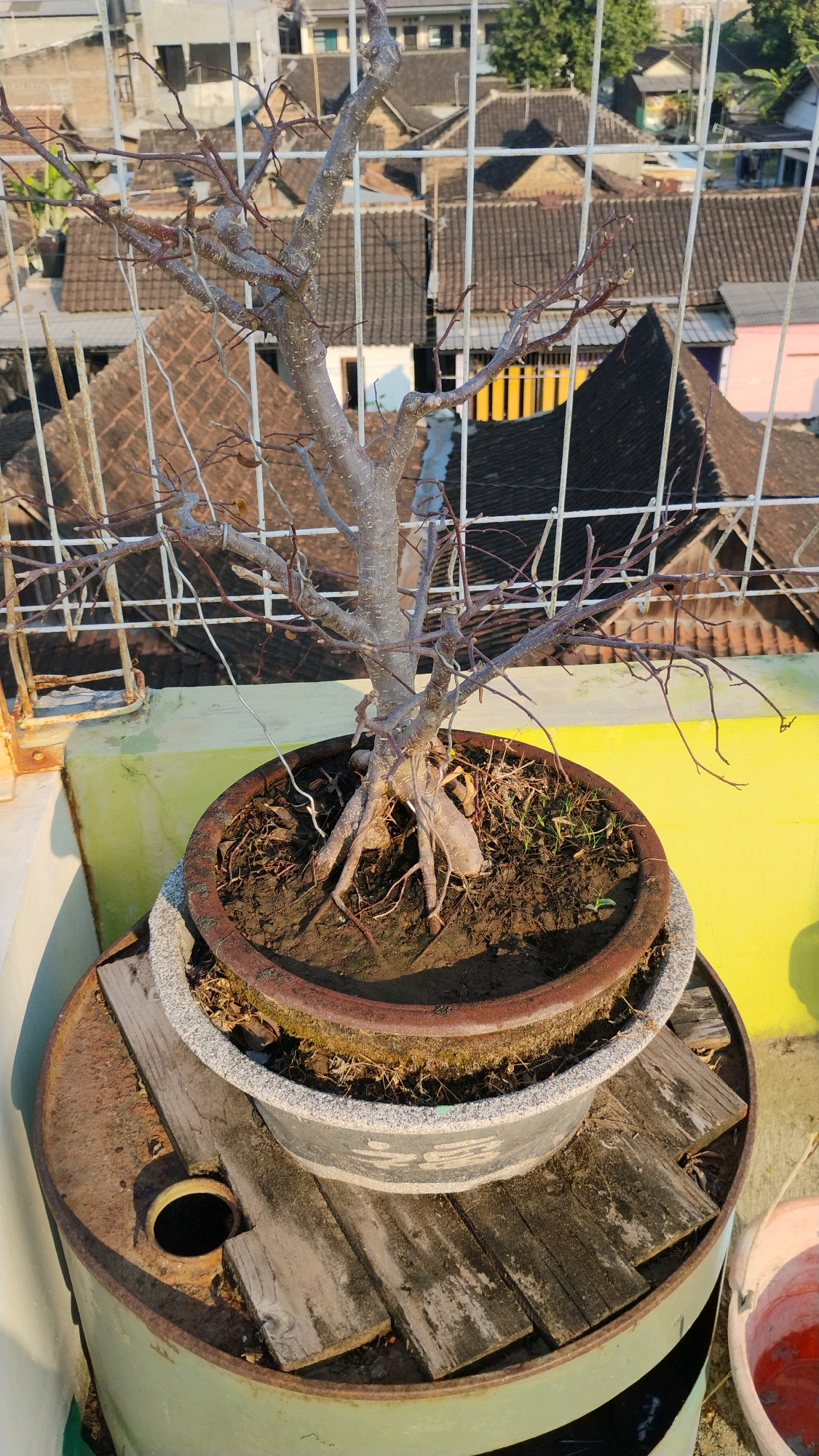 In the city of Gumpang, Indonesia, a bare-branched tree in a pot sits on top of a metal drum. The tree is a bonsai, with exposed roots and a trunk that has a textured, gray bark. The pot has two layers: an inner clay pot and an outer concrete pot. The tree sits on a yellow surface, and the background shows rooftops and a white fence.