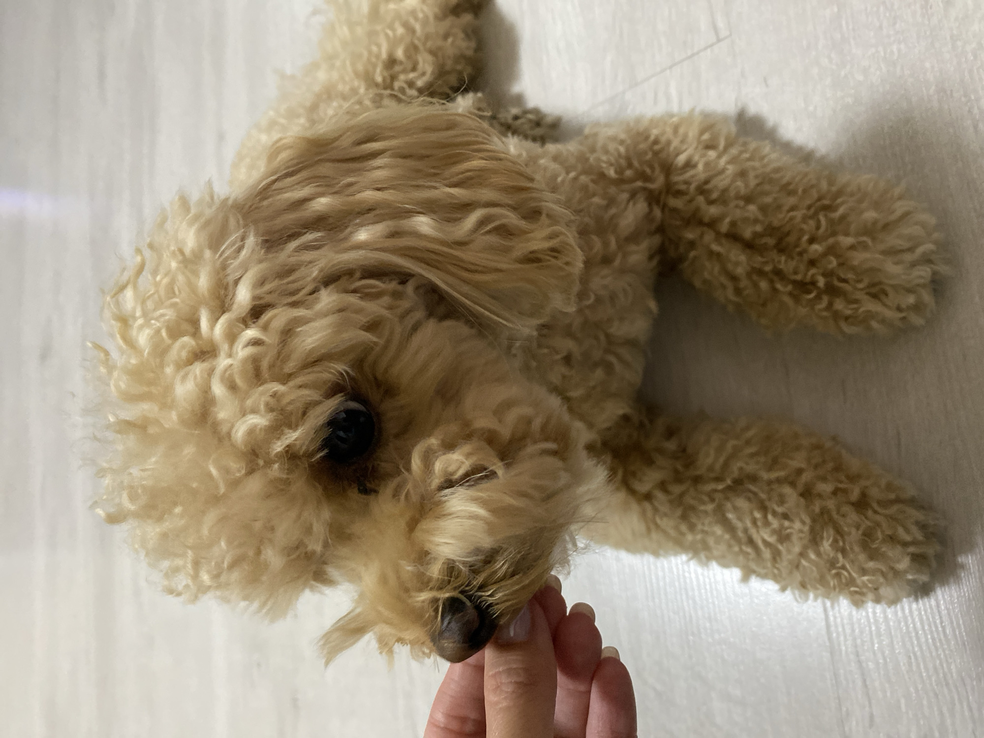 A toy poodle lies on a light-colored floor. A human hand is extended towards the dog, offering a treat. The dog's head is turned to the side, its dark eyes focused on the treat. The poodle's fur is curly and light brown. The floor appears to be made of wood planks. The image does not provide any information or clues about the location in the city of Krasnoborskoye, Russia.