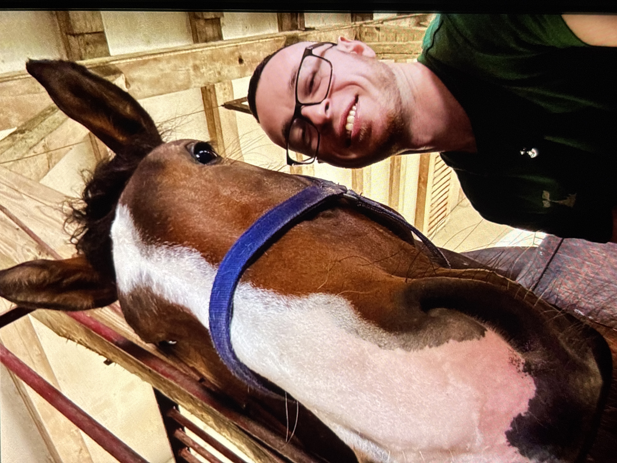 A man with glasses and a green shirt stands next to a horse in a stable. The horse's head is close to the camera, and the man is smiling. The stable appears to be made of wood.