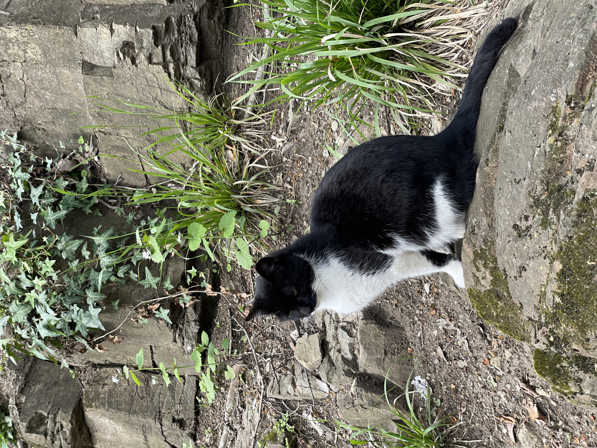 A black and white tuxedo cat is positioned on a rocky, uneven ground surface, looking downwards and slightly to the left. The cat has black fur on its back, head, and tail, with distinct white markings on its chest, belly, and paws. Its eyes are a light color, possibly green or yellow, and appear focused on the ground below.
The setting is an outdoor, natural environment characterized by irregular grey rocks, some showing patches of green moss. The ground consists of dark, loose soil and small stones. Various types of green vegetation are present: tall, thin blades of grass grow in dense clumps, particularly in the upper right and central right sections of the image. On the left side, ivy with distinctive lobed leaves climbs and spreads across the rocks and soil, interspersed with other leafy green plants and small white flowers. The lighting suggests it is daytime, with soft, diffused light indicating either an overcast sky or a shaded area, as there are no harsh shadows. The scene portrays a tranquil moment of the cat exploring its natural surroundings, consistent with a garden, park, or hillside area in a location like Tbilisi, Georgia. There is no visible text in the image.