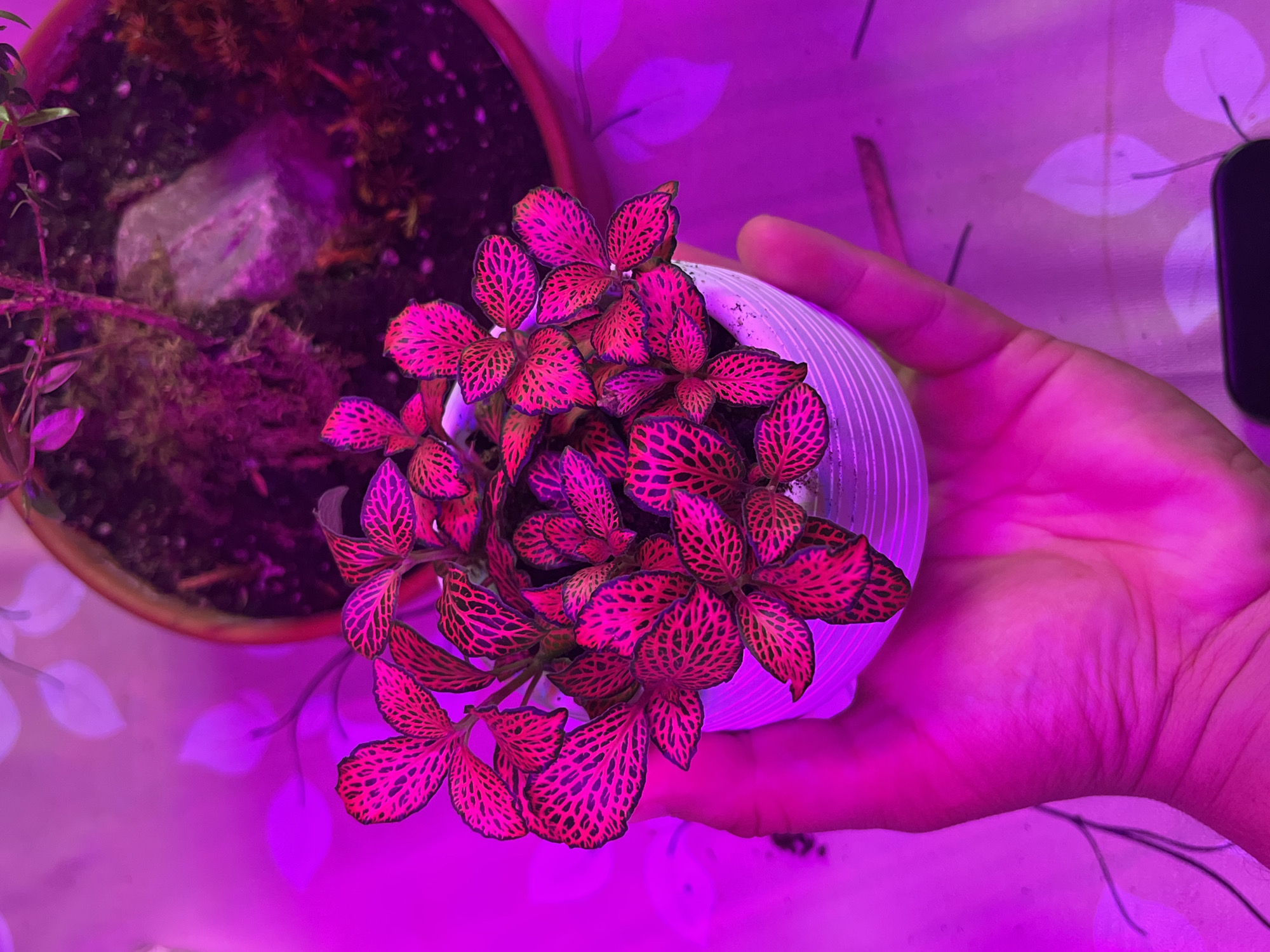 The image captures an overhead view of a person's hand holding a vibrant pink Fittonia (nerve plant) in a small, corrugated white pot. The entire scene is bathed in a strong magenta and purple glow from an artificial grow light, which intensely highlights the plant's distinctive pink leaves with their dark, net-like venation.
In the upper left background, part of a larger, reddish-brown potted plant is visible, containing dark soil, moss, and a light-colored rock. The surface beneath the objects appears to be a light-toned material, possibly fabric or paper, featuring subtle, leaf-shaped patterns. A dark, indistinct object, potentially a mobile phone, is partially visible in the upper right corner. The activity depicted is the act of holding the small plant, possibly for inspection or placement. The setting is indoors, likely in Vasilyevo, Russia, characterized by the specialized lighting used for plant cultivation. No discernible text is present in the image.
