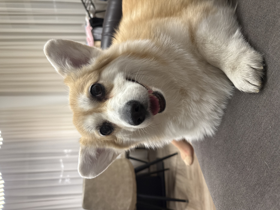 A Pembroke Welsh Corgi dog, predominantly tan and white with a black nose and dark eyes, is depicted in a close-up, head-on shot. The dog is in a resting position, with its forepaws visible on a dark gray upholstered surface, likely a sofa or chair. Its mouth is slightly open, revealing a portion of its tongue, and it exhibits an alert gaze directed towards the camera. In the background, to the left, a light brown chair with black legs is visible on a light-colored floor. Behind the dog, cream-colored curtains hang, and a blurred light fixture with multiple bright elements is visible at the top of the frame. To the right of the dog, a dark brown or black leather-like furniture piece is partially visible, with light-colored textiles resting upon it. A human leg, with light skin and no visible clothing, is partially visible behind the dog on the left side. The scene takes place indoors, likely a residential setting, in Krasnoyarsk, Russia.