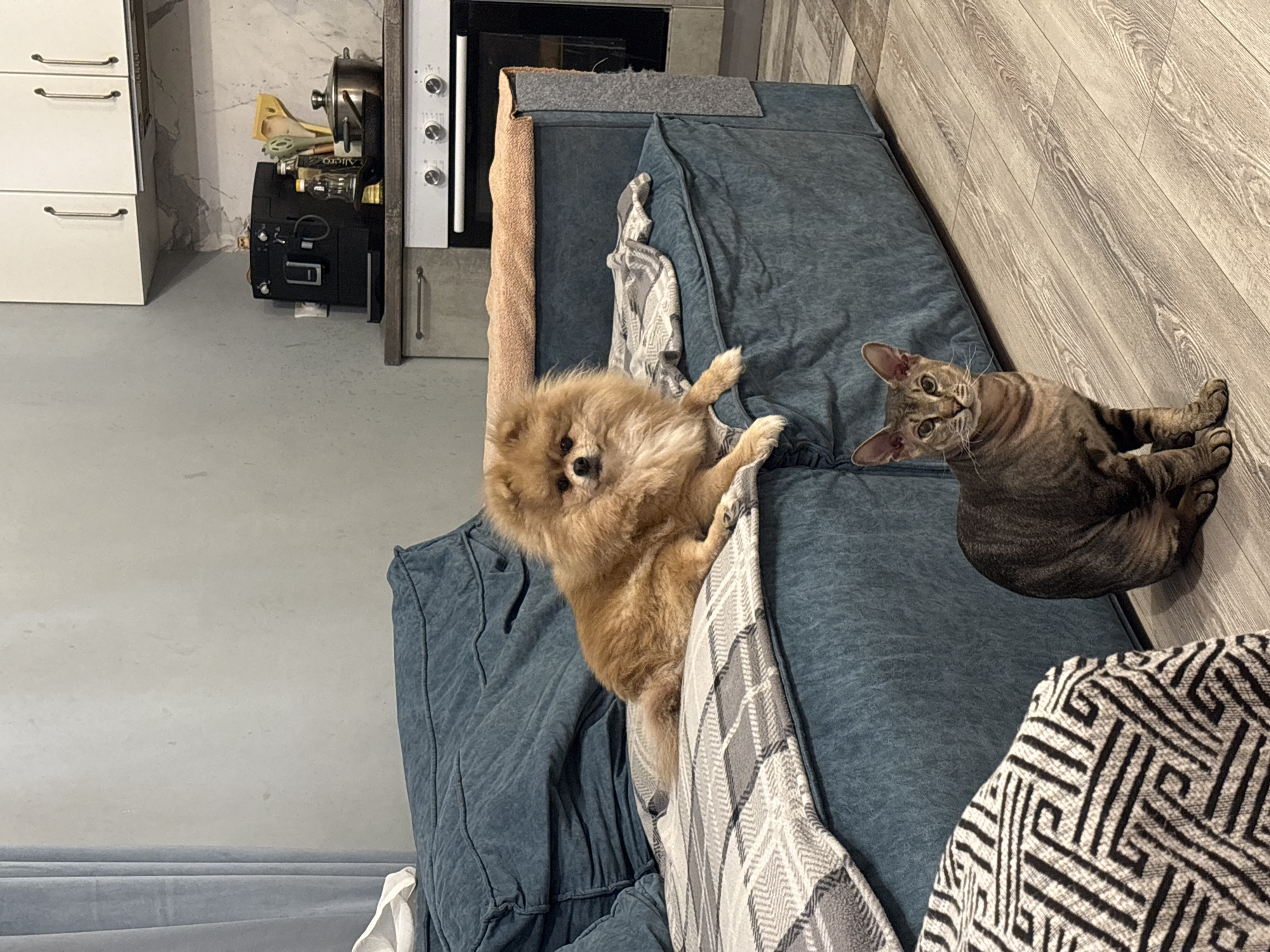 A small, fluffy, light brown Pomeranian dog is resting on the right side of a dark teal sofa. A grey and white plaid blanket is draped over the sofa. In front of the sofa, on the wooden floor, a short-haired tabby cat with prominent ears is sitting and looking at the camera. The background shows a kitchen area with white cabinets, a coffee machine, and a stovetop oven. The image appears to be taken indoors in a residential setting, possibly in Natukhayevskaya, Russia, given the requested context.