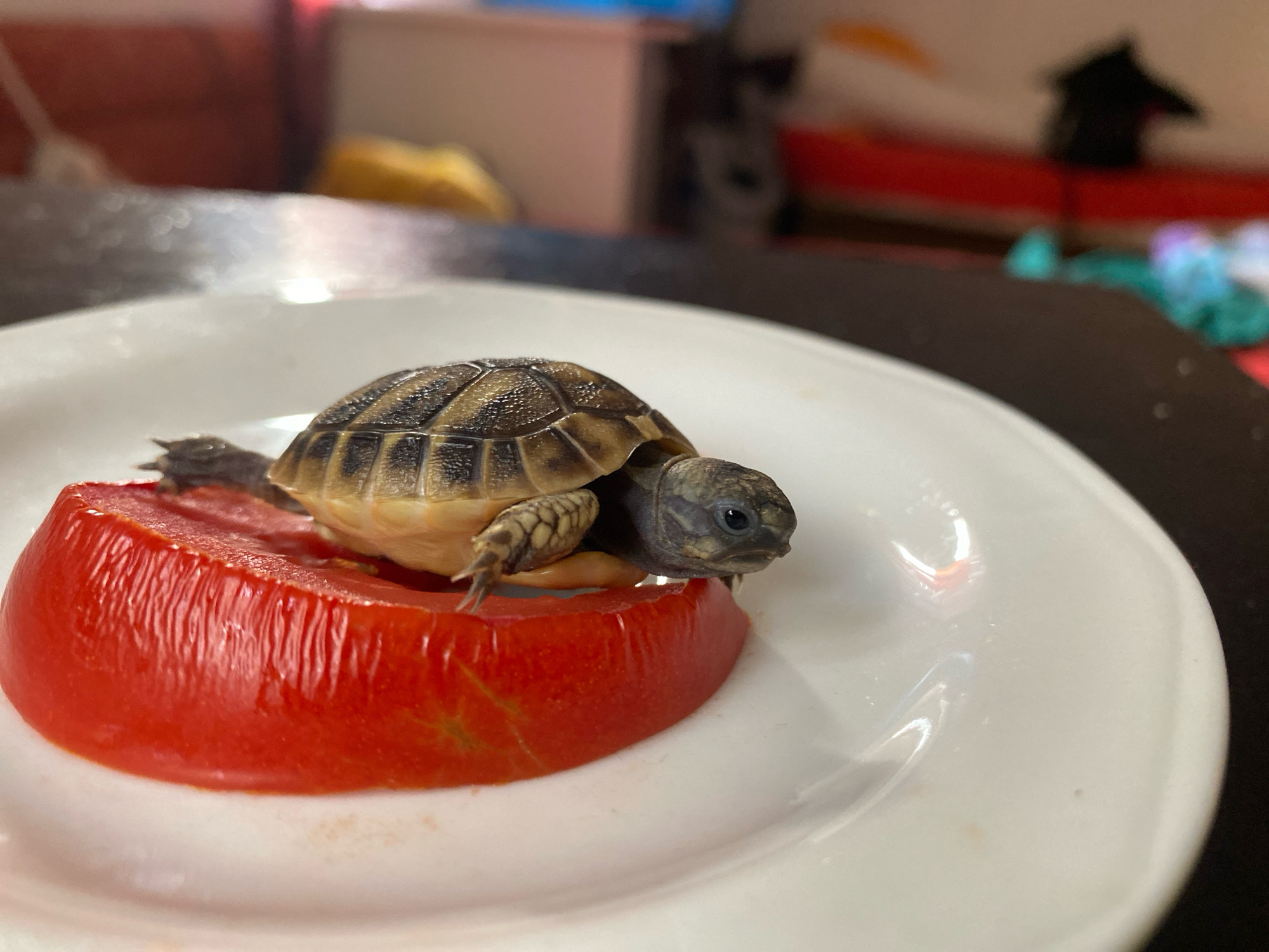 A baby tortoise is perched on a slice of tomato on a white plate. The tortoise is small and appears to be a species with a patterned shell. Its head is turned to the right, and its eye is visible. The tomato slice is round and red, with visible internal structure. The plate is white and circular, with a slight sheen. The background is out of focus and appears to be an indoor setting with some furniture and objects visible, including what looks like a red shelf and some teal objects. The lighting suggests it is daytime. The image does not provide any information about the city of Zgrade, Montenegro, or any specific urban environment.
