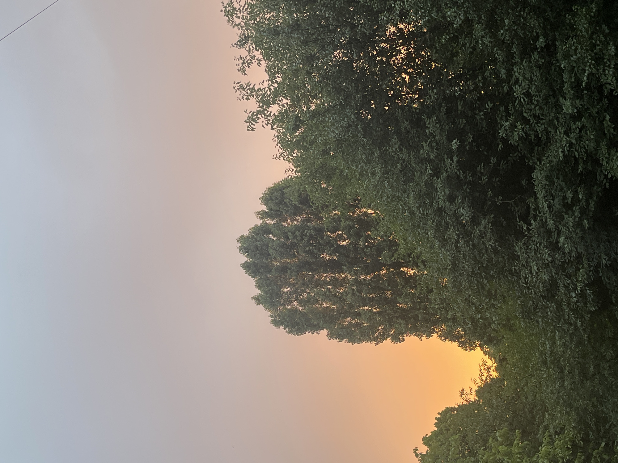 An outdoor, vertical, eye-level shot captures a sunset over Cherkasy, Ukraine. The sky displays a gradient of color, transitioning from a pale orange near the horizon to a soft, dusky pink and then a pale blue at the top. Silhouetted against this backdrop are the dark green canopies of several trees. Prominently featured is a tall, slender tree in the center-left, its dense foliage almost appearing black. To its right and extending across the frame is a broader, more layered arrangement of trees, their leaves catching hints of the setting sun's light, creating bright, small spots of illumination within the darker masses of greenery. The overall impression is one of serene natural beauty at dusk.