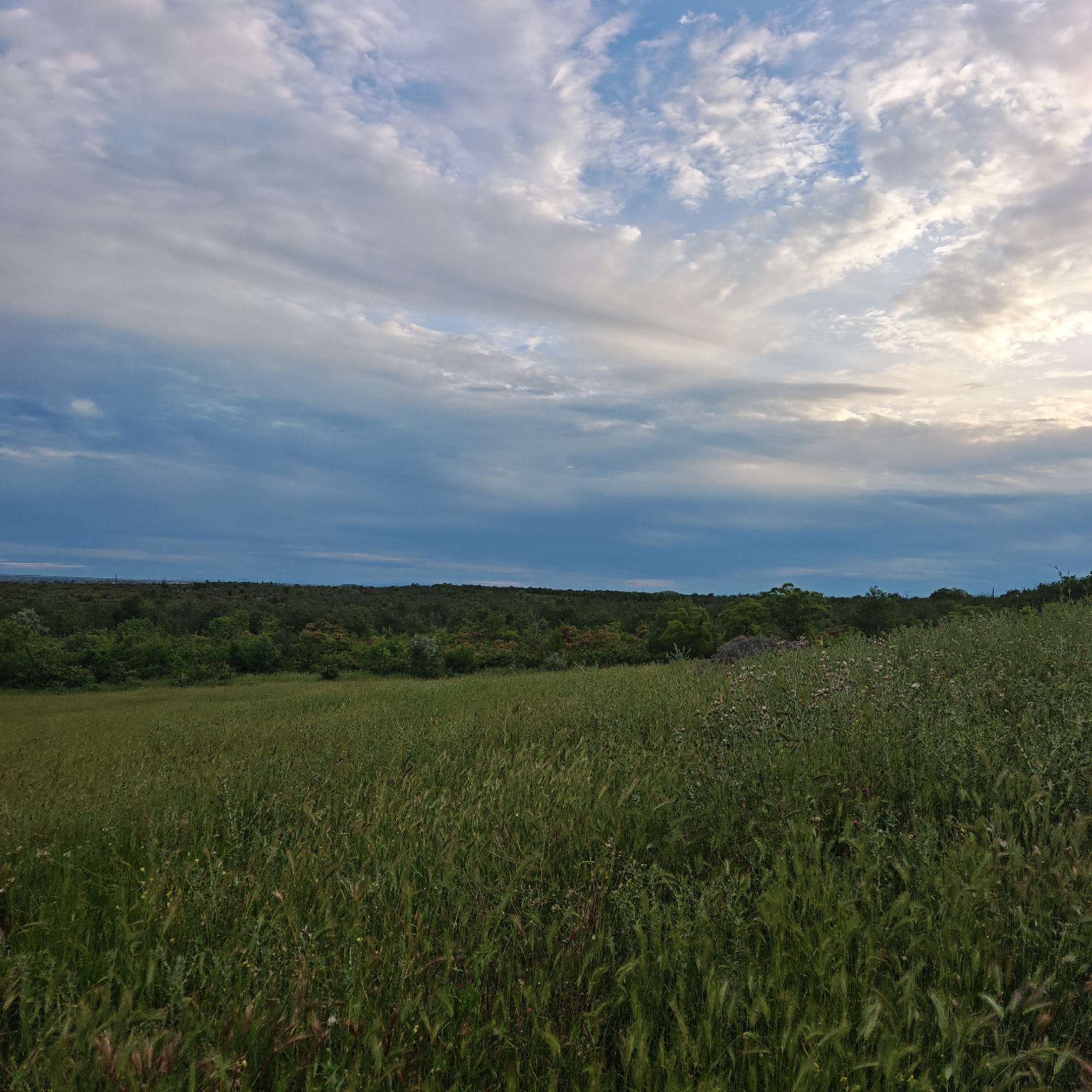 This image presents a broad natural landscape, dominated by a vibrant interplay of green earth and a dynamic sky. In the foreground, a dense, untamed field of tall, green grass stretches across the lower portion of the frame. The grass displays various shades of green and textures, indicative of different species, and appears to include some wildflowers.
Beyond the expansive field, a thick band of dark green trees and bushes forms a forest or woodland that spans the midground, suggesting a rich and verdant environment. The foliage shows slight variations in color and density, hinting at diverse tree types. The distant horizon line behind the trees is softly blurred.
The sky occupies more than half of the image and is filled with a complex cloudscape. On the left side and lower part of the sky, the clouds appear denser, streaky, and predominantly grayish-blue, creating a sense of diffused light. Towards the upper right quadrant, brighter patches of blue sky are visible amidst more defined white and off-white clouds, some catching a warm, soft light, which suggests either late afternoon or early evening.
No human subjects, structures, or explicit activities are visible, emphasizing the natural and untouched quality of the scene. The overall impression is one of peaceful serenity in a rural or wilderness setting, under a partly cloudy sky. The location context suggests this scene is in городское поселение Щелкино, Ukraine.