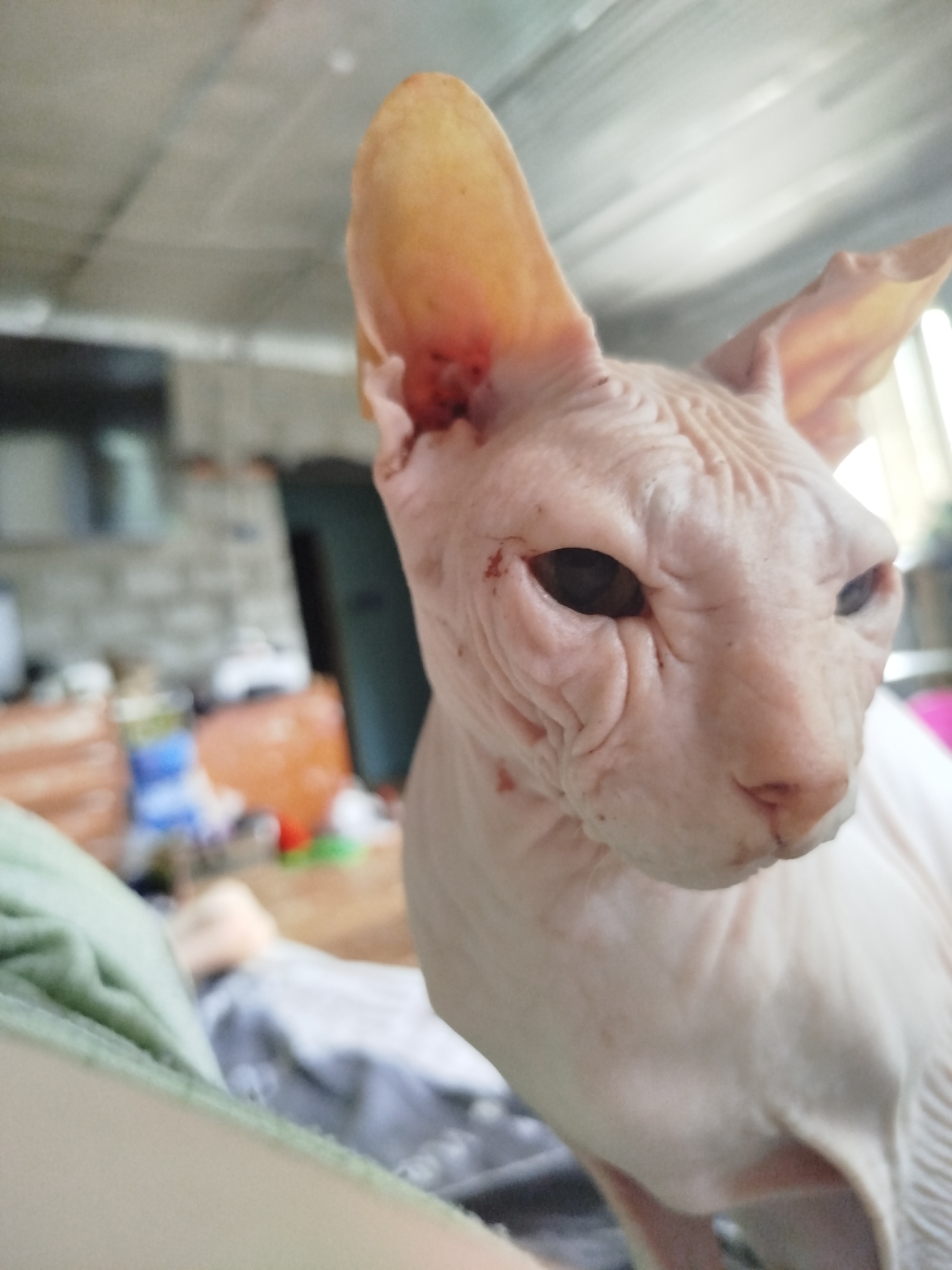 The image shows a close-up of a hairless cat's face, specifically a Sphynx breed, with its large ears prominent. The cat is a light pinkish-white color and has wrinkled skin, characteristic of the breed. Its eyes are dark and appear to be looking slightly off-camera. Some dark marks are visible on the cat's face and around its left eye and ear. The background is blurred, but appears to be an indoor setting with some objects suggesting a domestic environment, possibly a cluttered room or workshop. The ceiling has a corrugated metal appearance. A person's arm, covered in a light-colored fabric, is visible in the lower left of the frame, possibly holding or near the cat. The image is taken from a low angle, looking up at the cat. There is no information to suggest the location is in Zavodoukovsk, Russia, or any other specific city.