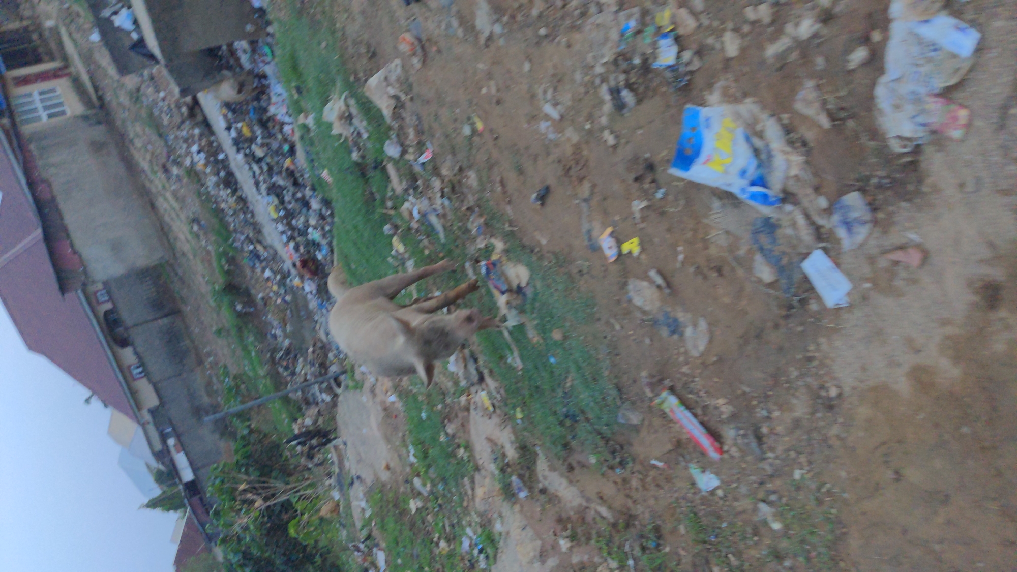 A light-colored cow stands near a drainage ditch filled with trash in Ado, Nigeria. Buildings are in the background. The ground is littered with debris.