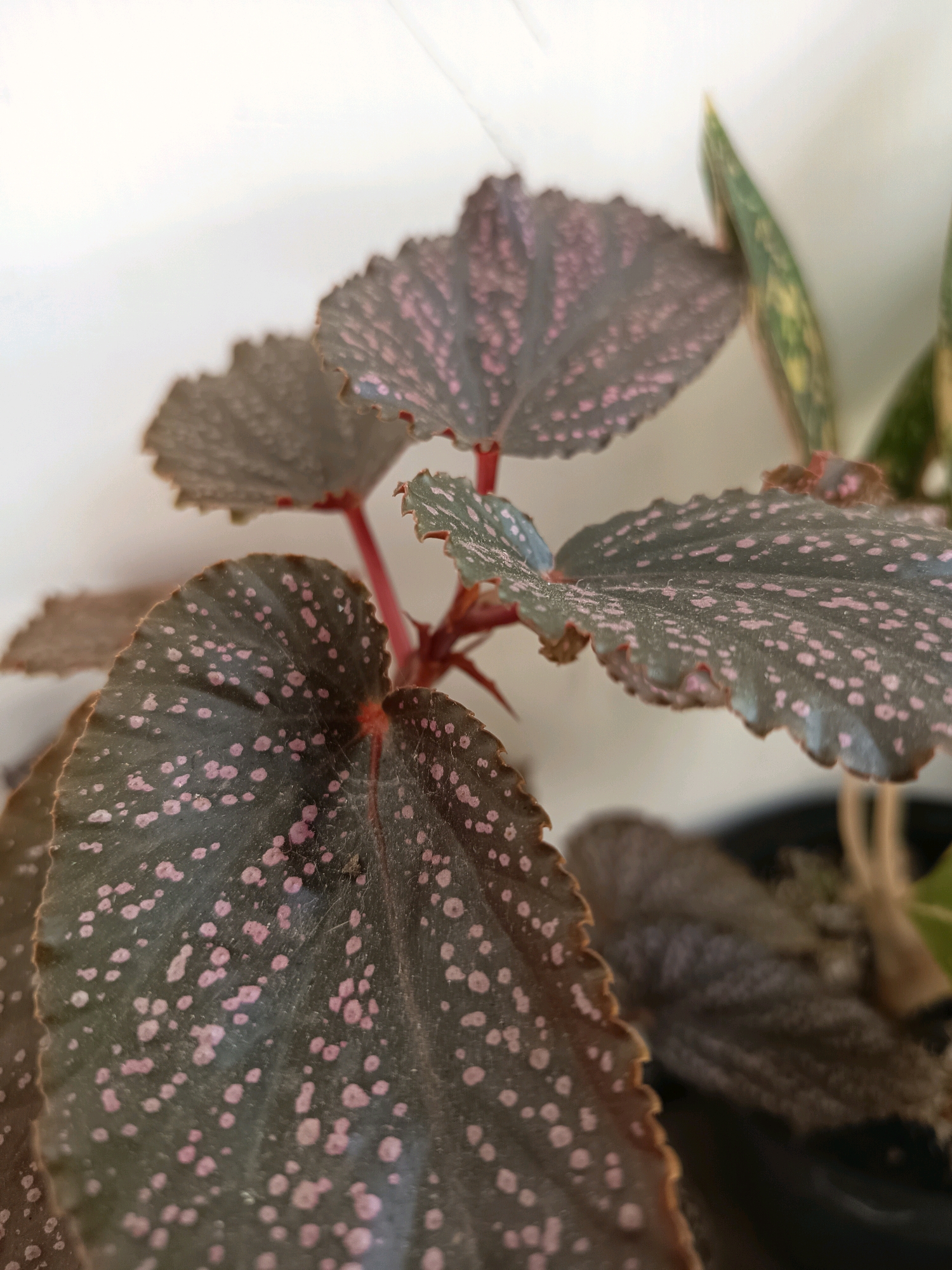 The image is a close-up shot of a polka-dot begonia plant. The plant has dark green leaves with numerous small pink spots scattered across their surface. The edges of the leaves are serrated. The stems are reddish. In the background, there is a white wall and another plant with elongated, variegated green and yellow leaves. The scene is indoors, with artificial lighting creating soft shadows. There are no people or actions depicted. The origin of the image, specifically the city of Banjarmasin, Indonesia, is not ascertainable from the visual information provided in the image itself.