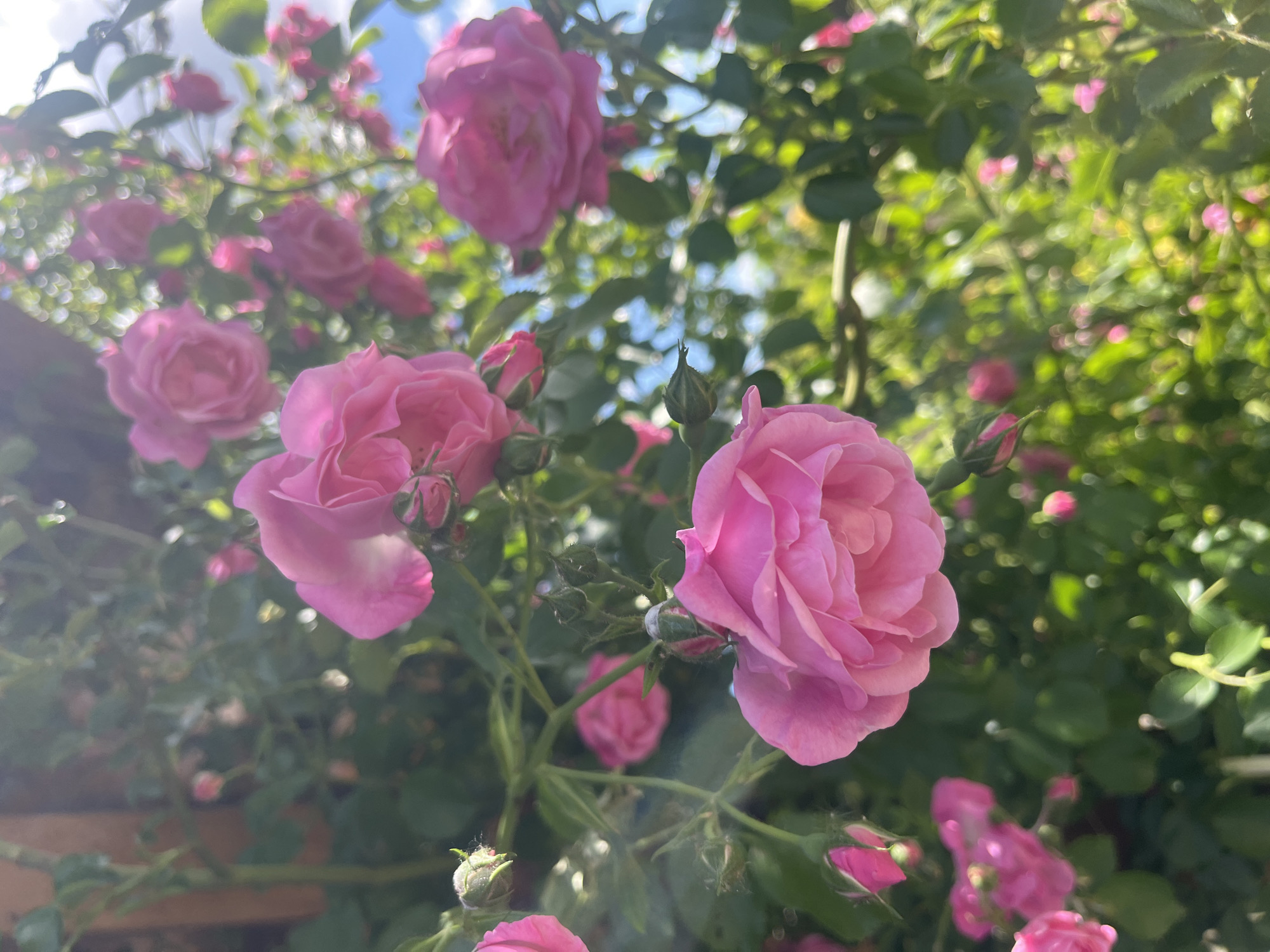 The image depicts a close-up view of pink roses growing outdoors. The roses are in various stages of bloom, with some fully open and others in bud form. Green foliage surrounds the roses, and a blurred background suggests a garden or natural setting. The location is Onokivtsi, Ukraine, as prompted.