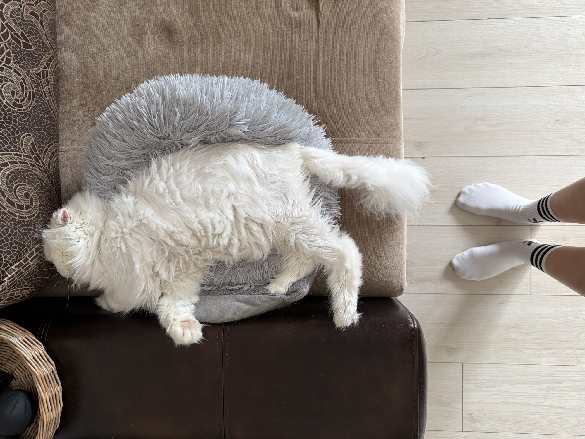 A top-down shot shows a fluffy white cat lying on a gray, circular pet bed, which rests on a brown couch. The couch is positioned adjacent to a light-colored wooden floor. Two feet wearing white socks with black stripes are visible near the edge of the couch and floor. A dark brown woven basket with a black object inside sits adjacent to the couch. The photo was taken indoors. There is no indication that it was taken in Tyumen, Russia.