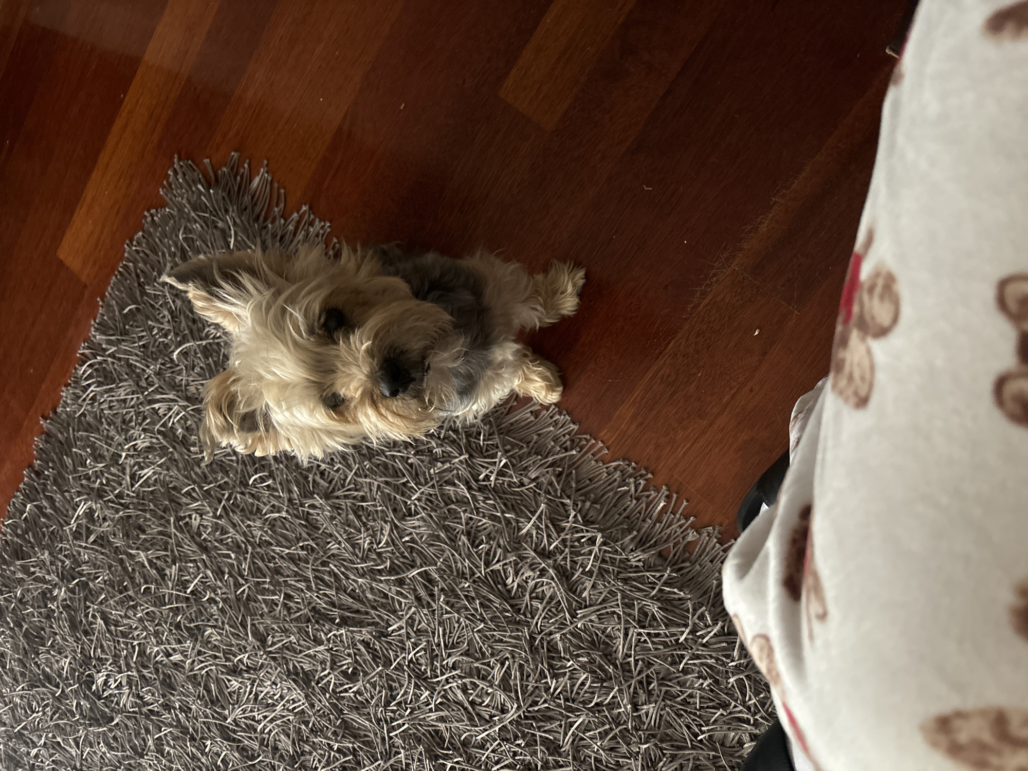 A small, long-haired dog lies on a gray, shag rug. The rug is partially on a brown, wood floor. To the right, a white object with brown teddy bear patterns is visible. The location, city, and environment are not discernible from the image.