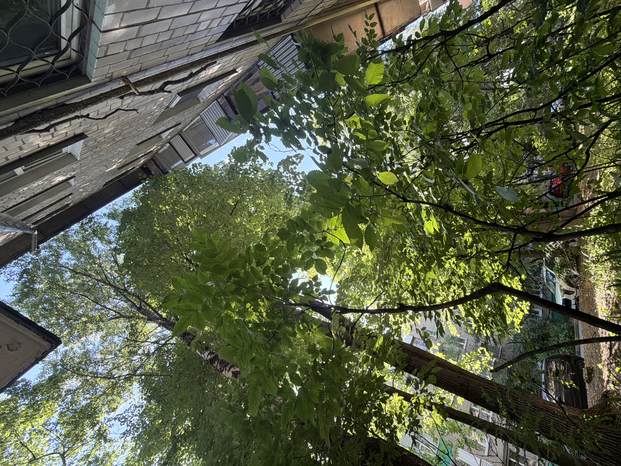 This media file captures an upward-looking view from a courtyard in Lyubertsy, Russia, on a clear day. The scene is dominated by lush green foliage from mature trees, their branches crisscrossing against a bright blue sky. Sunlight filters through the leaves, creating dappled patterns of light and shadow.
In the background, the textured brick facade of an apartment building is visible. The building appears to be several stories high, with windows suggesting residential units. Some of the windows have metal grilles, and one has white horizontal blinds. A prominent tree trunk, likely a birch due to its distinctive bark, is also a central element in the composition, rising vertically through the frame.
The overall impression is one of a peaceful, natural oasis within an urban environment. The time of day appears to be daytime, with the bright sunlight and clear sky. There are no visible people or specific activities taking place, suggesting a still moment. The focus is on the interplay of nature and the built environment, with the trees offering a vibrant contrast to the more austere architecture. No text is visible in the image.