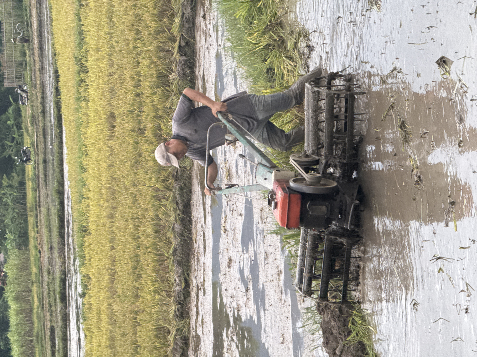 A man is tilling a rice paddy with a rotary tiller in Chiềng Châu, Vietnam. The man is wearing a gray shirt, gray pants, and a white baseball cap. He is operating a green and red rotary tiller, which is churning up the mud and water in the paddy. The rice plants are golden yellow, indicating they are ripe for harvest. The sun is shining, and the weather appears to be warm and humid, typical of Vietnam's rice-growing regions. The paddy is surrounded by lush green vegetation. The scene depicts a rural agricultural setting, likely in the early morning or late afternoon given the lighting. The man appears focused on his work. There is no visible text in the image.