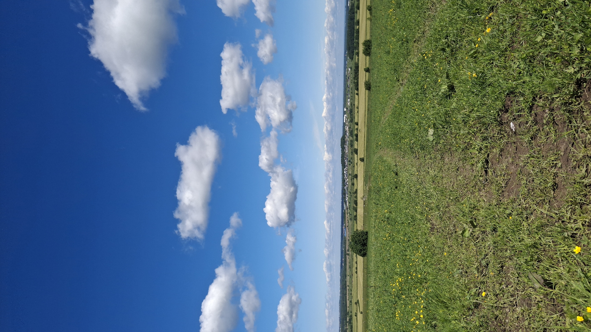 The image depicts a panoramic view of a rural landscape under a vibrant blue sky dotted with fluffy white clouds. In the foreground, a dirt path winds through a lush green field speckled with small yellow flowers. The field extends into the midground, where it meets a treeline and a cluster of buildings that suggest a small settlement or village, likely part of Kaporskoe, Russia, given the context. Beyond the settlement, the horizon is marked by more distant trees and fields, suggesting a broad expanse of agricultural land. The overall scene is tranquil and representative of a sunny day in the countryside.