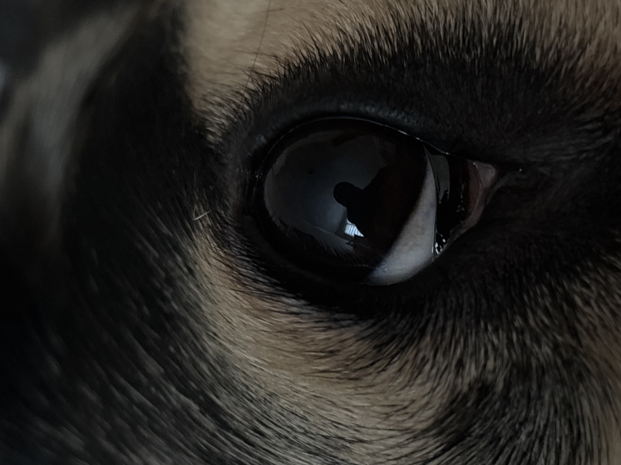 The image is an extreme close-up of a dog's eye. The eye is dark and reflective, showing a distorted image of a person silhouetted against a window. The surrounding fur is dark and appears slightly wet. There are no discernible details about the location in Saint Petersburg, Russia, as the image focuses solely on the animal's eye.
