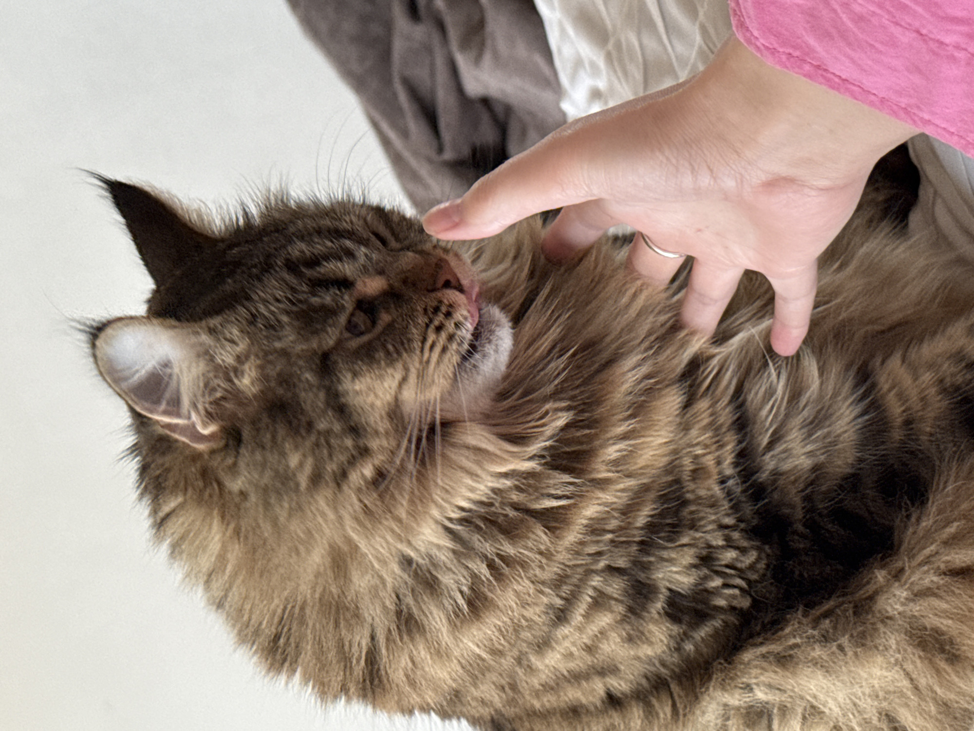 A close-up shot depicts a person's hand gently touching a fluffy, brown tabby cat. The cat appears to be resting or enjoying the interaction, with its tongue slightly visible. The setting seems to be indoors, with glimpses of neutral-colored fabrics in the background. There is no evidence to indicate that this image was taken in Izhevsk, Russia.